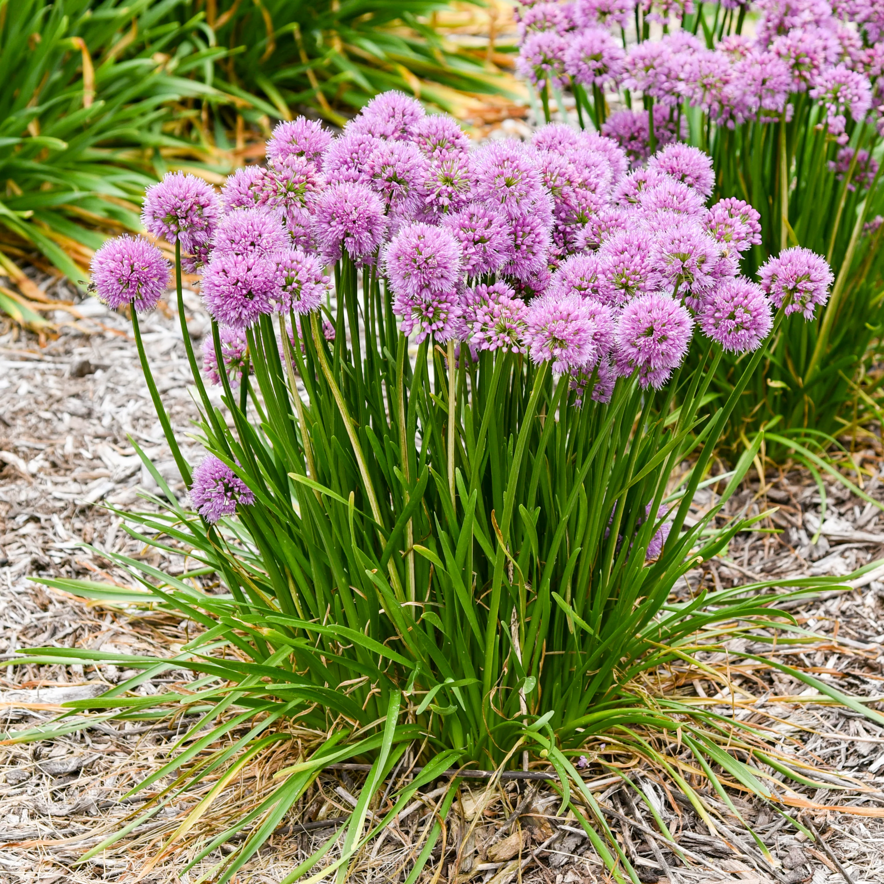 'All the Buzz' Ornamental Onion (Allium hybrid) | Proven Winners® New Variety 2027 - Image 3