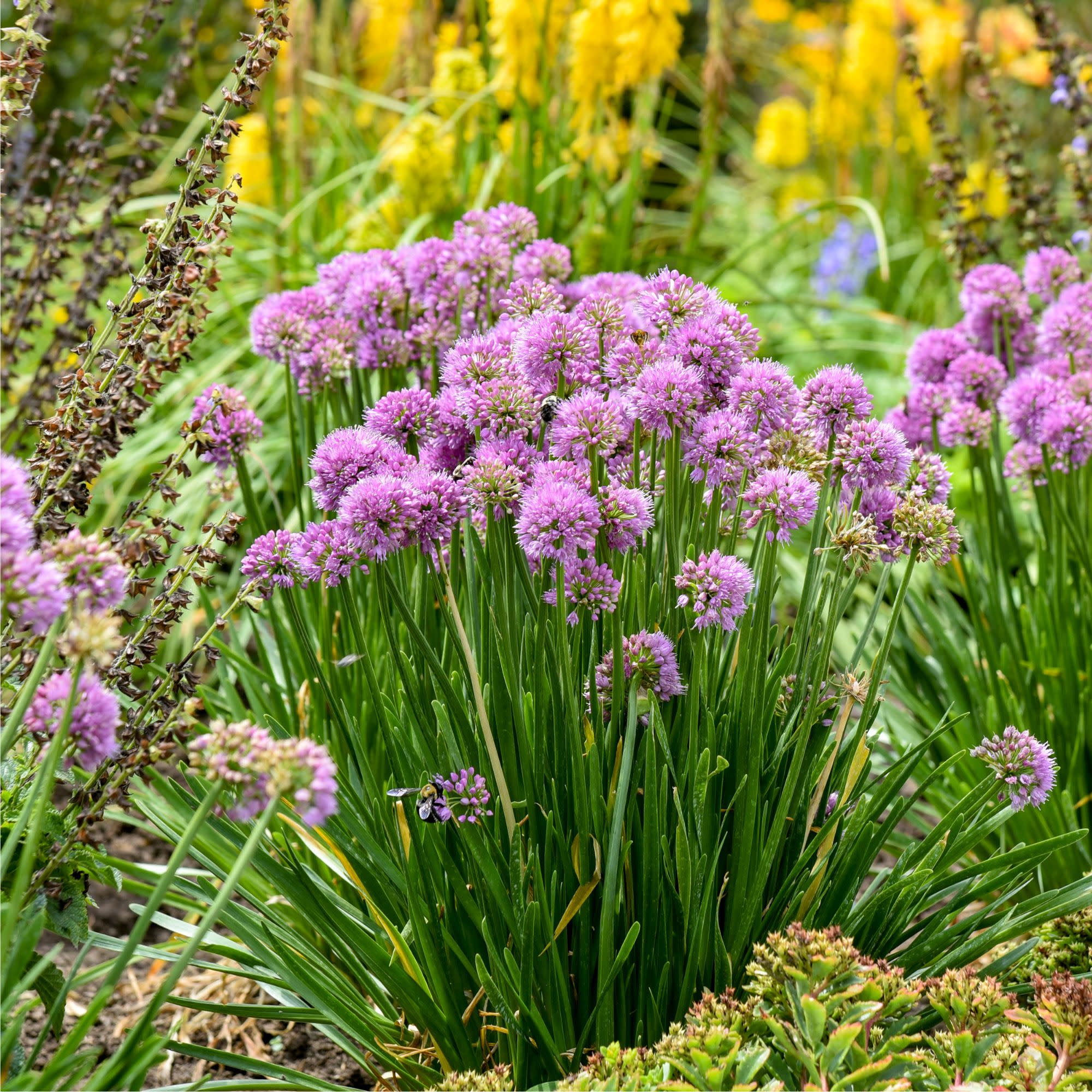 'All the Buzz' Ornamental Onion (Allium hybrid) | Proven Winners® New Variety 2027 - Image 4
