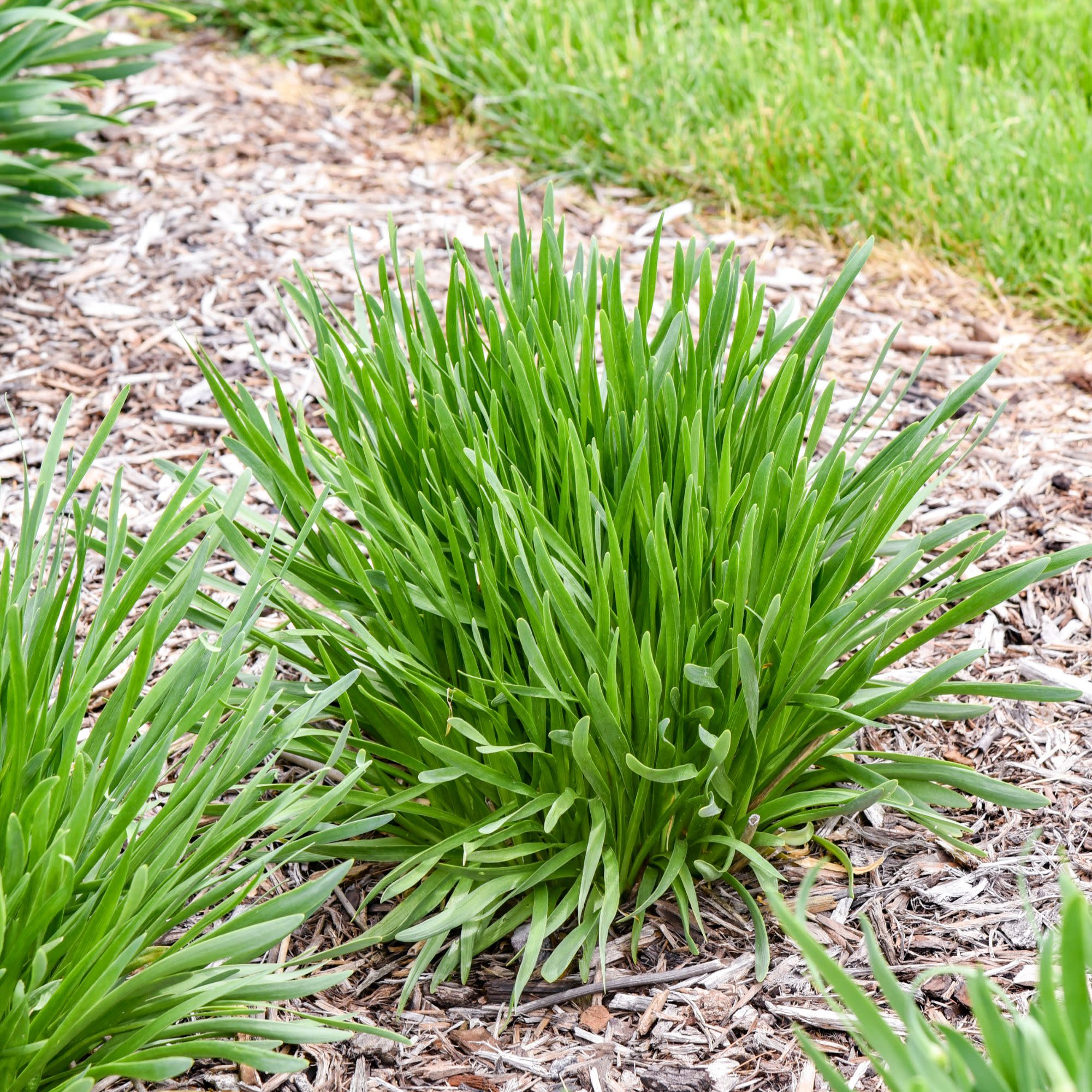 'All the Buzz' Ornamental Onion (Allium hybrid) | Proven Winners® New Variety 2027 - Image 5