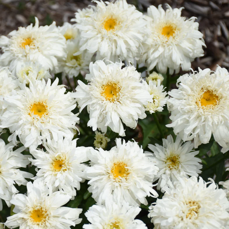 Amazing Daisies® 'Marshmallow' Shasta Daisy (Leucanthemum superbum) - Image 2
