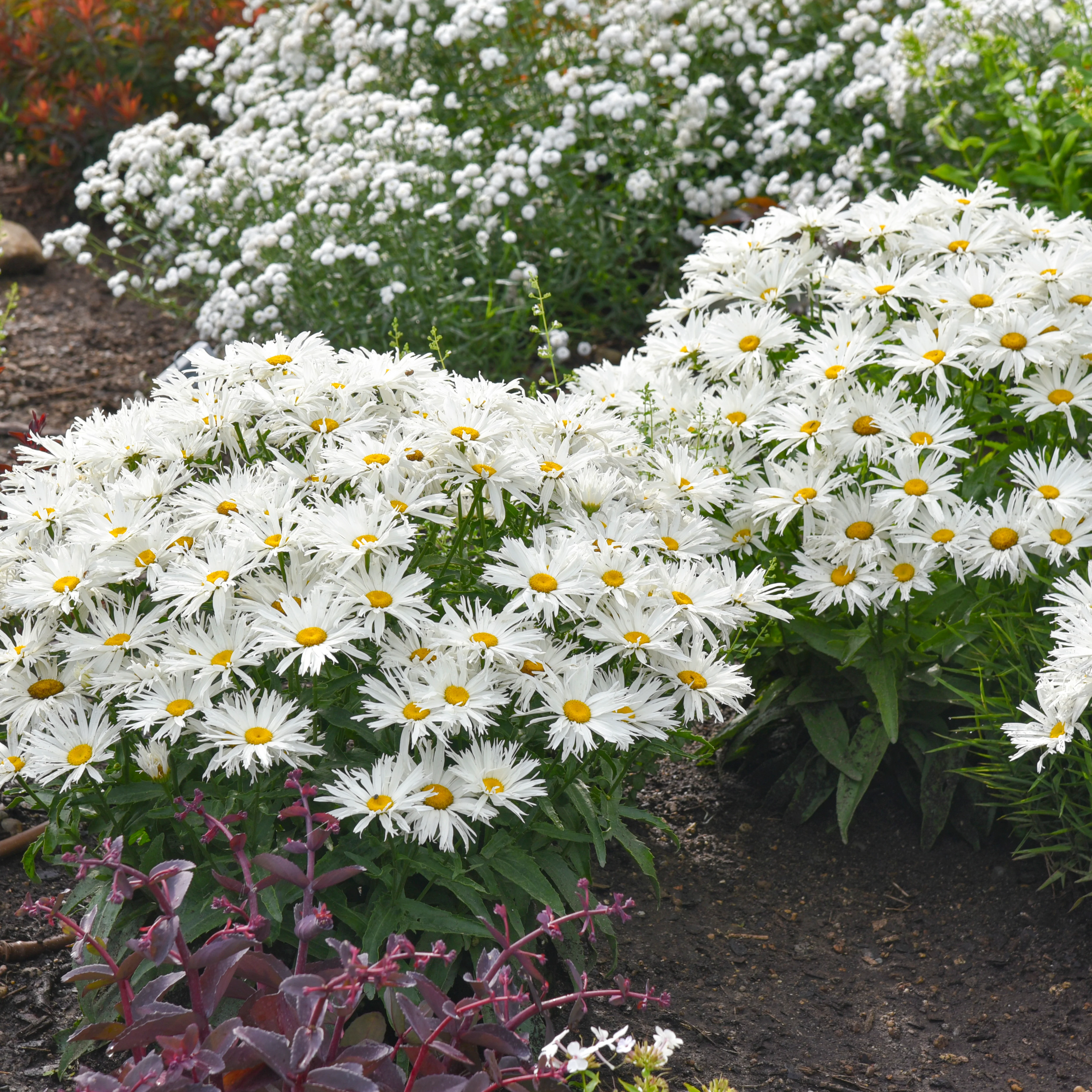 Amazing Daisies® 'Spun Silk' Shasta Daisy (Leucanthemum superbum) - Image 6