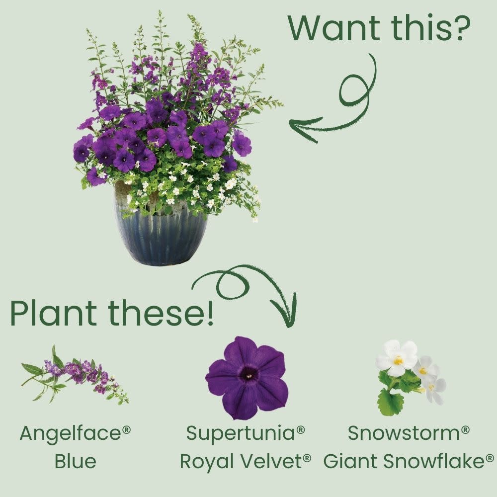 Limited Edition Royale™ | Angelface® Blue Summer Snapdragon (Angelonia) - Image 6