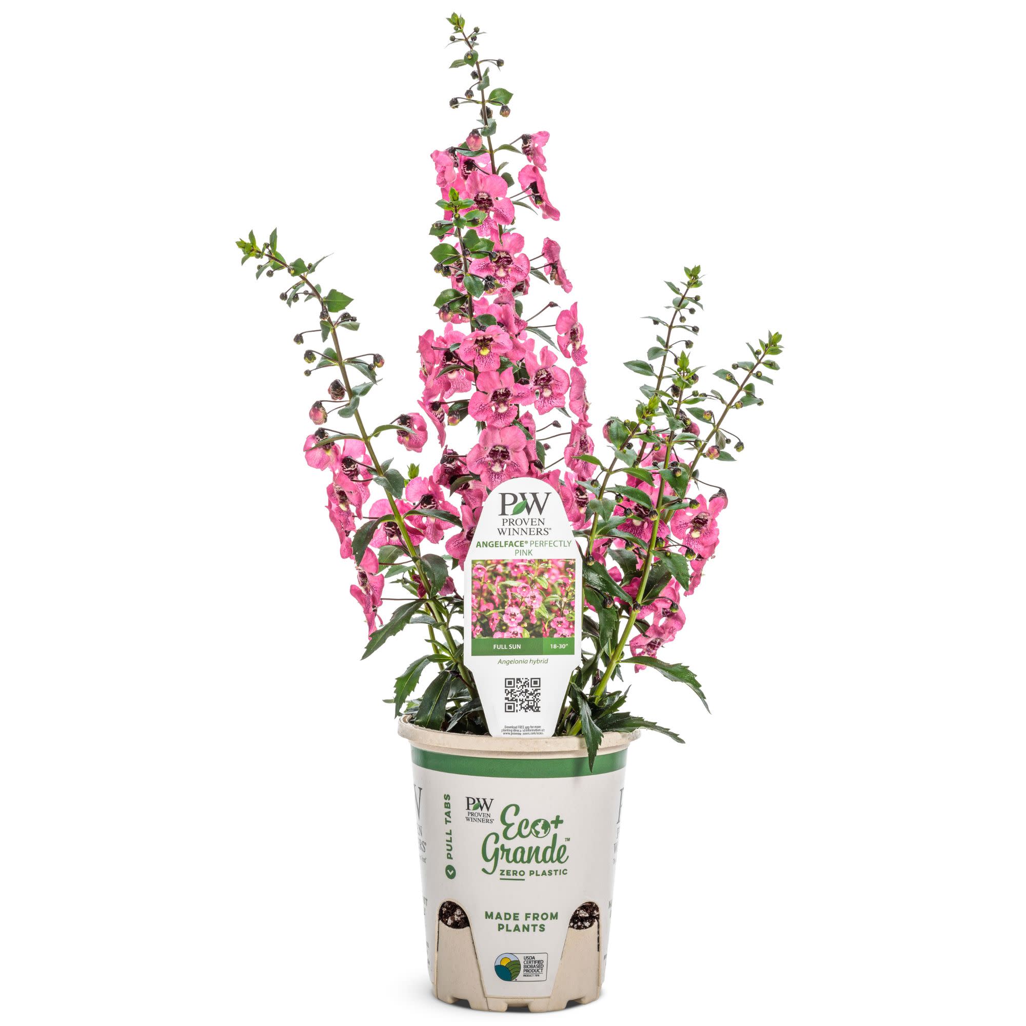 Angelface® Perfectly Pink Summer Snapdragon (Angelonia) - Image 3