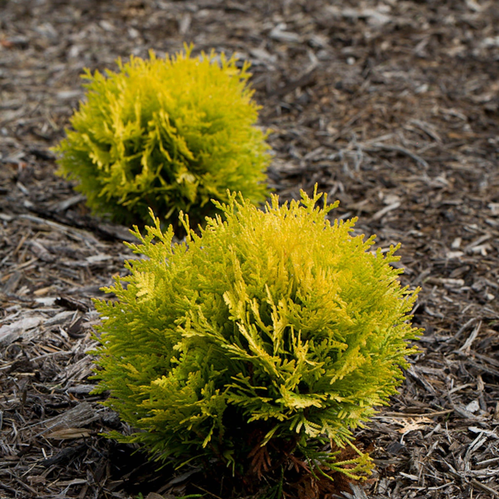 Anna's Magic Ball® Arborvitae (Thuja occidentalis) - Image 4