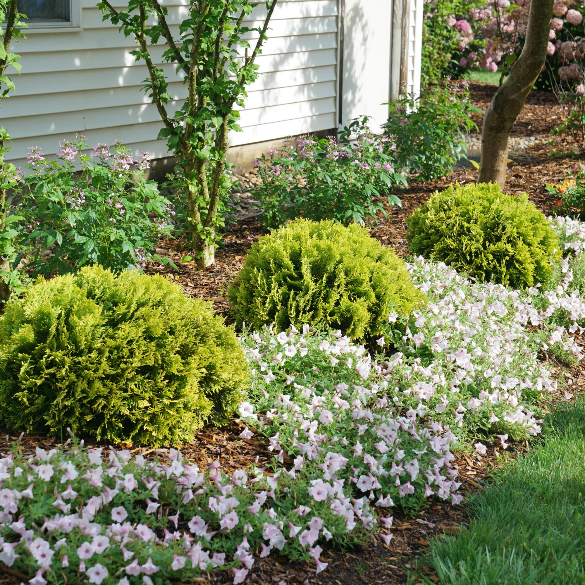 Anna's Magic Ball® Arborvitae (Thuja occidentalis) - Image 5