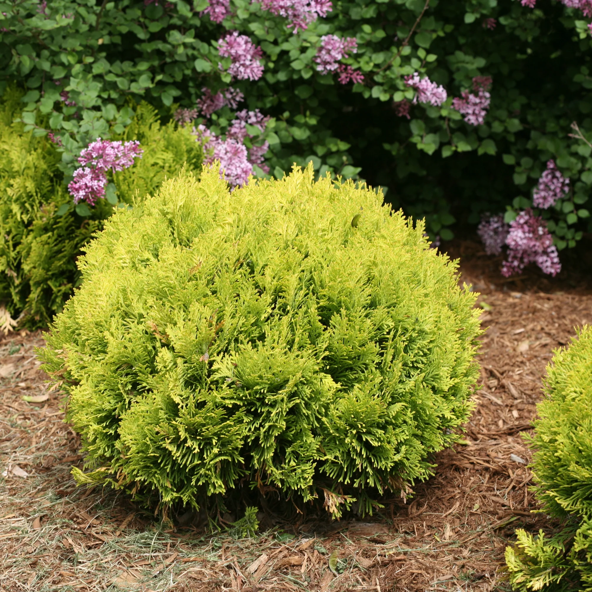 Anna's Magic Ball® Arborvitae (Thuja occidentalis) - Image 7