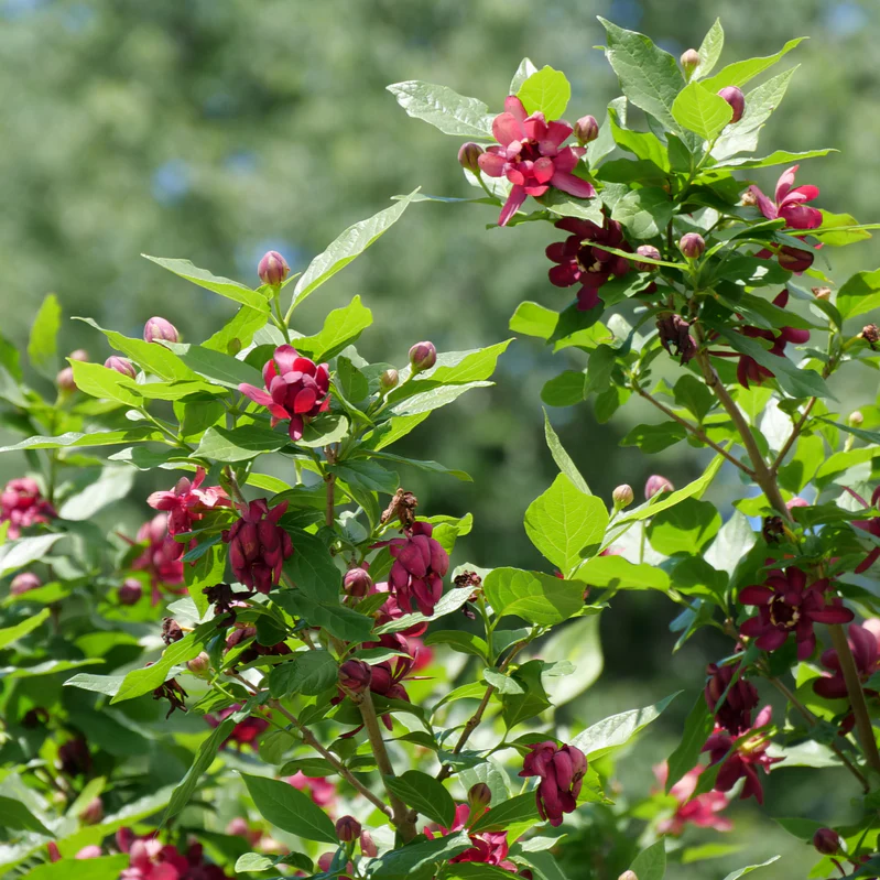 'Aphrodite' Sweetshrub (Calycanthus x)