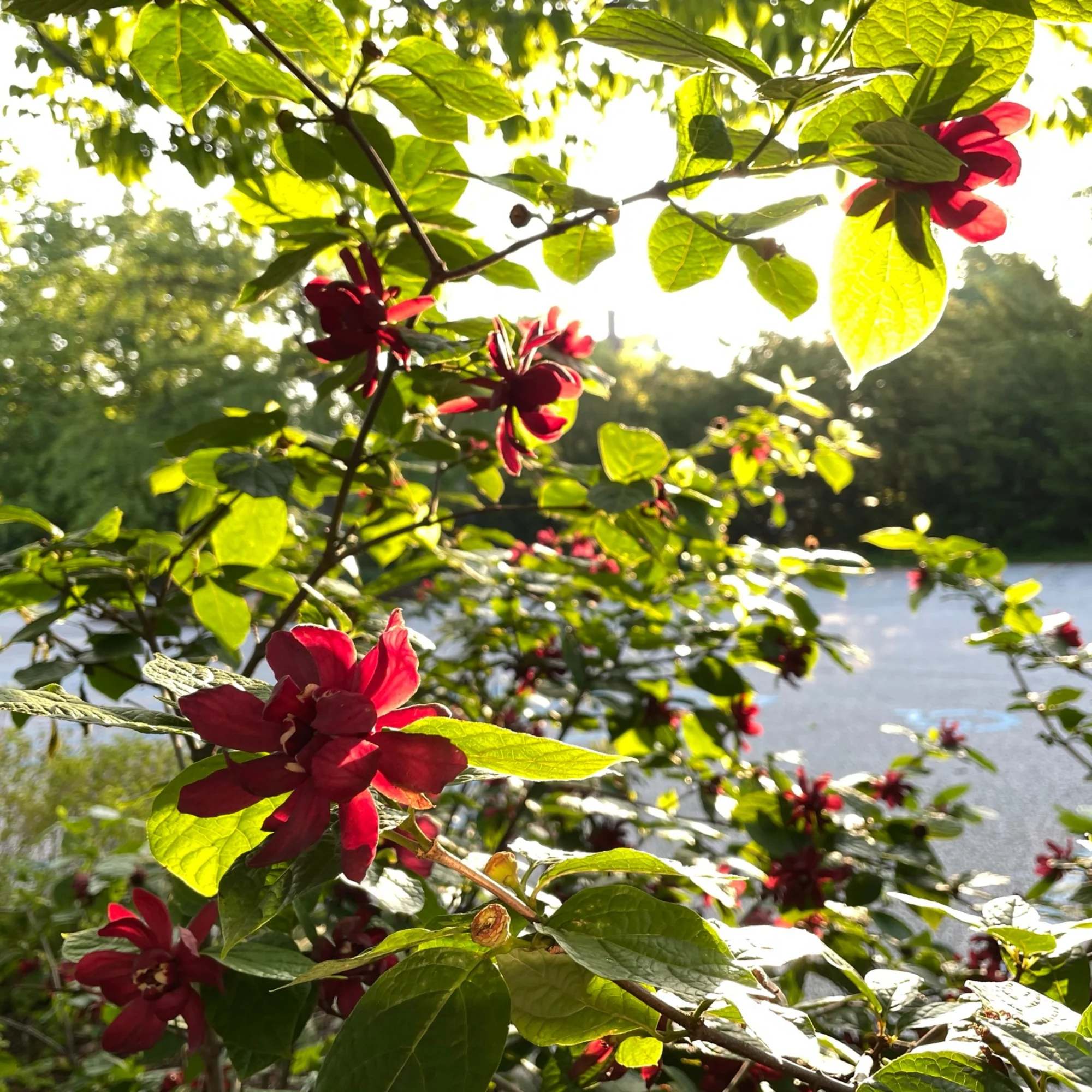 'Aphrodite' Sweetshrub (Calycanthus x) - Image 4