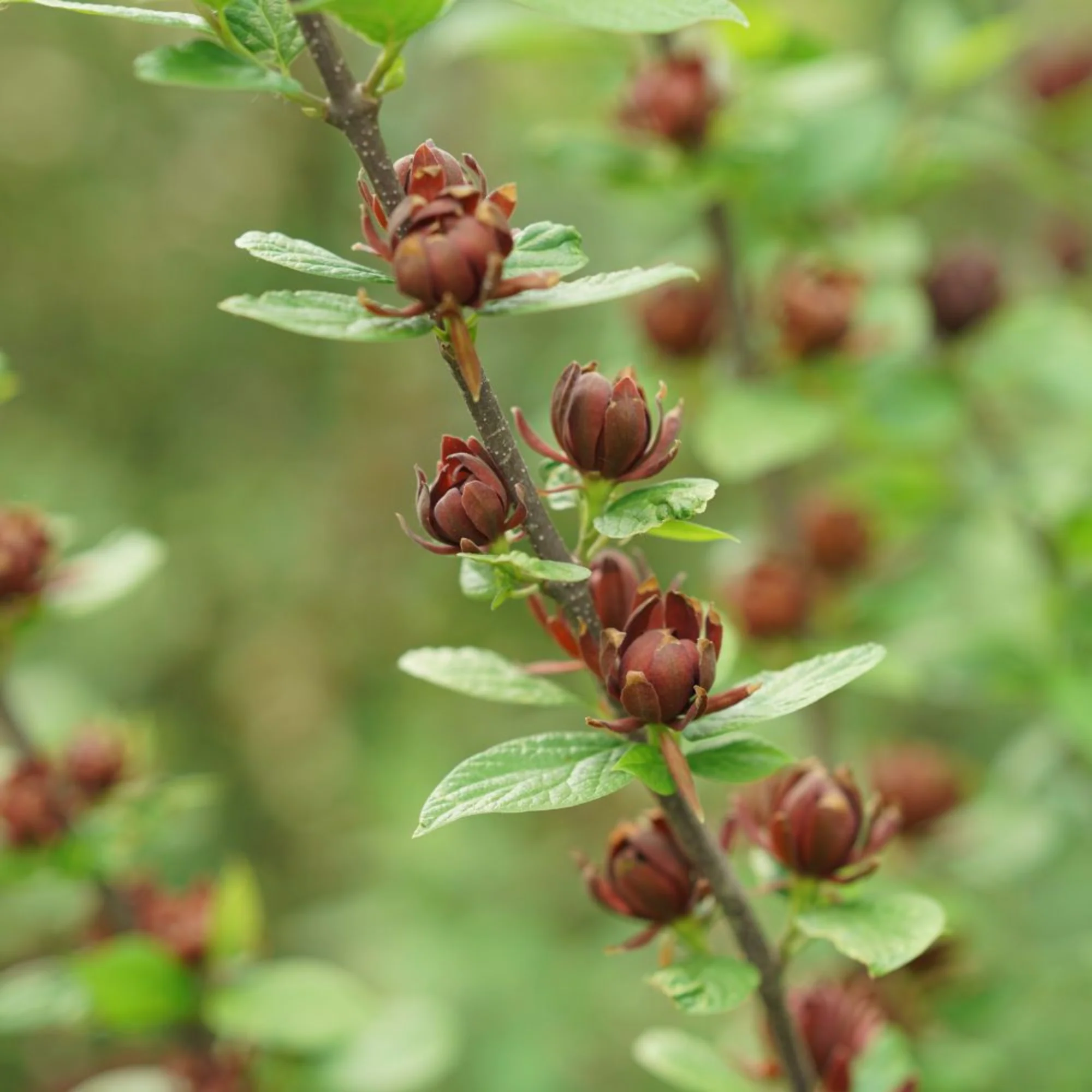 'Aphrodite' Sweetshrub (Calycanthus x) - Image 5