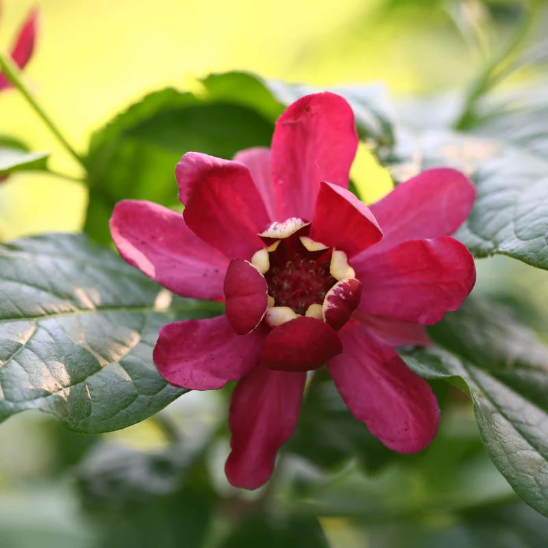 'Aphrodite' Sweetshrub (Calycanthus x) - Image 6