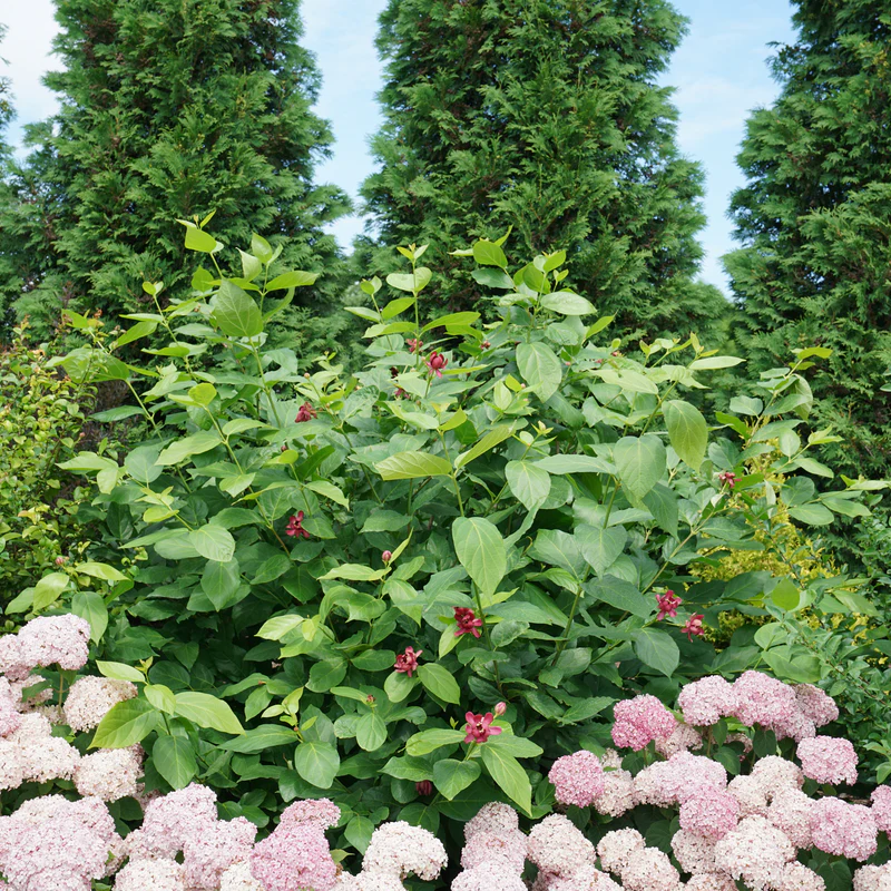 'Aphrodite' Sweetshrub (Calycanthus x) - Image 7