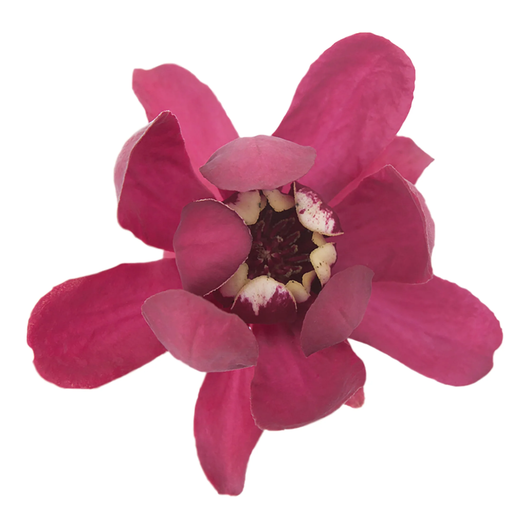'Aphrodite' Sweetshrub (Calycanthus x) - Image 8