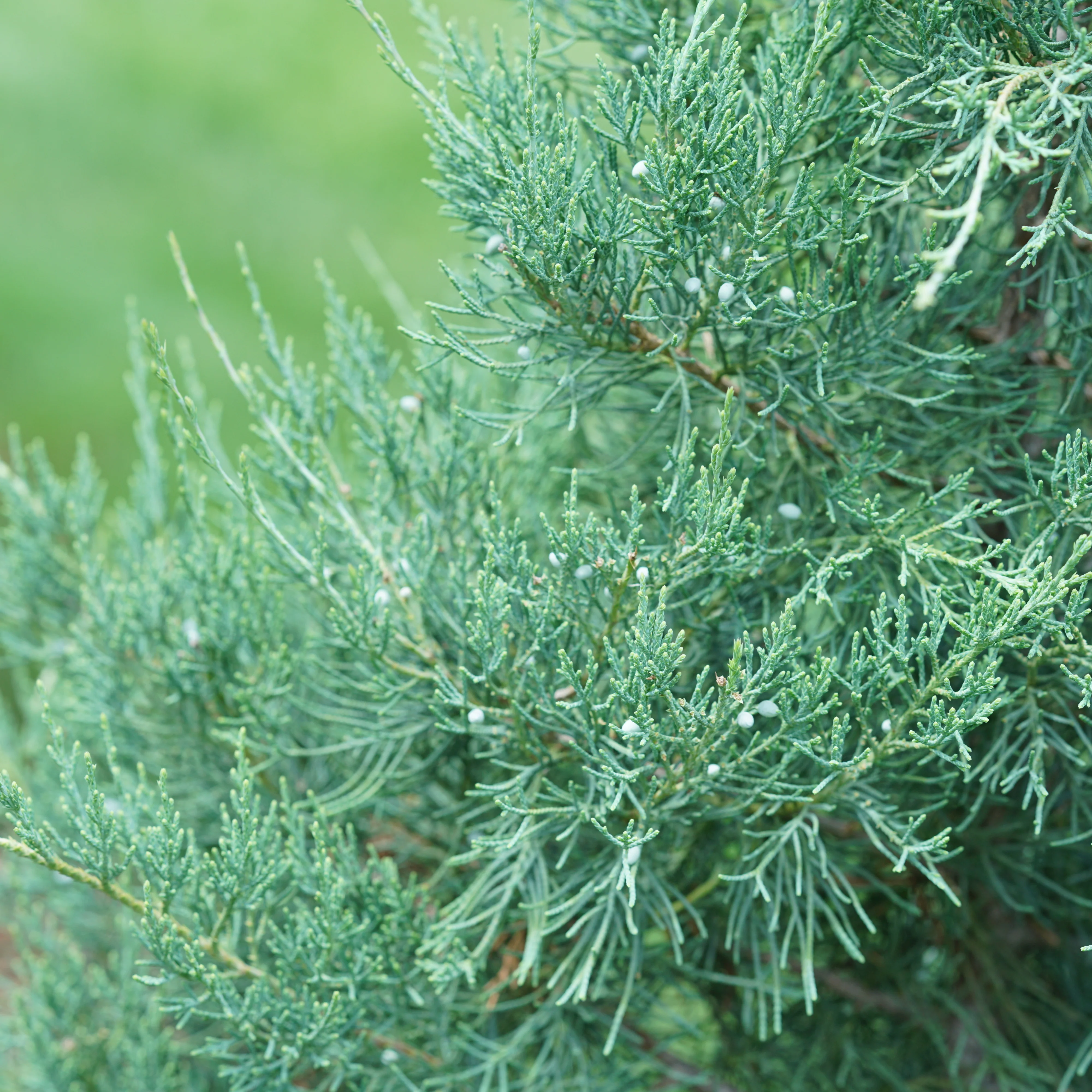 Aquavita™ Juniper (Juniperus virginiana)
