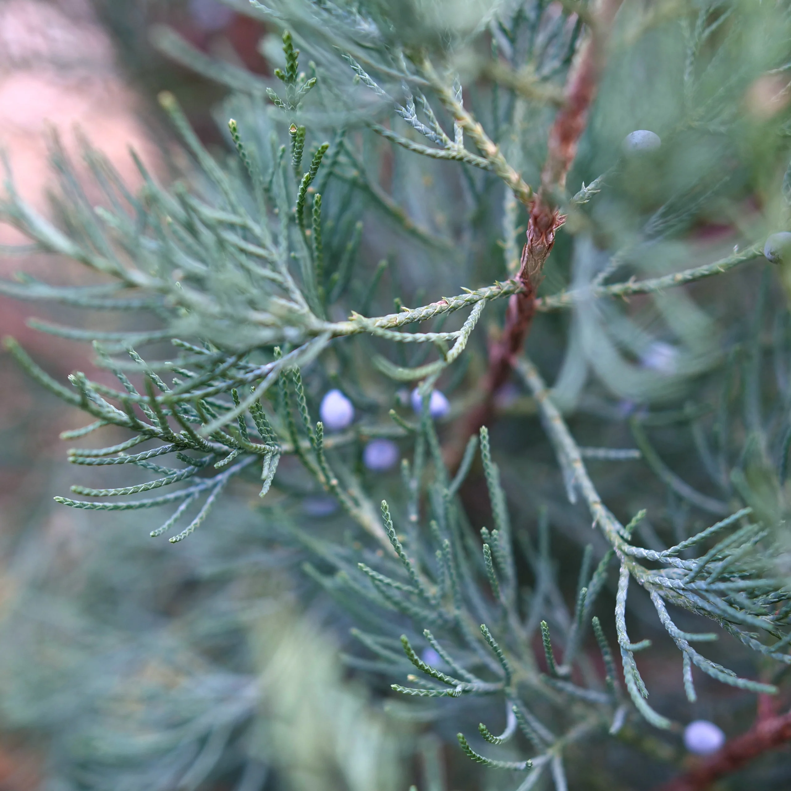Aquavita™ Juniper (Juniperus virginiana) - Image 2