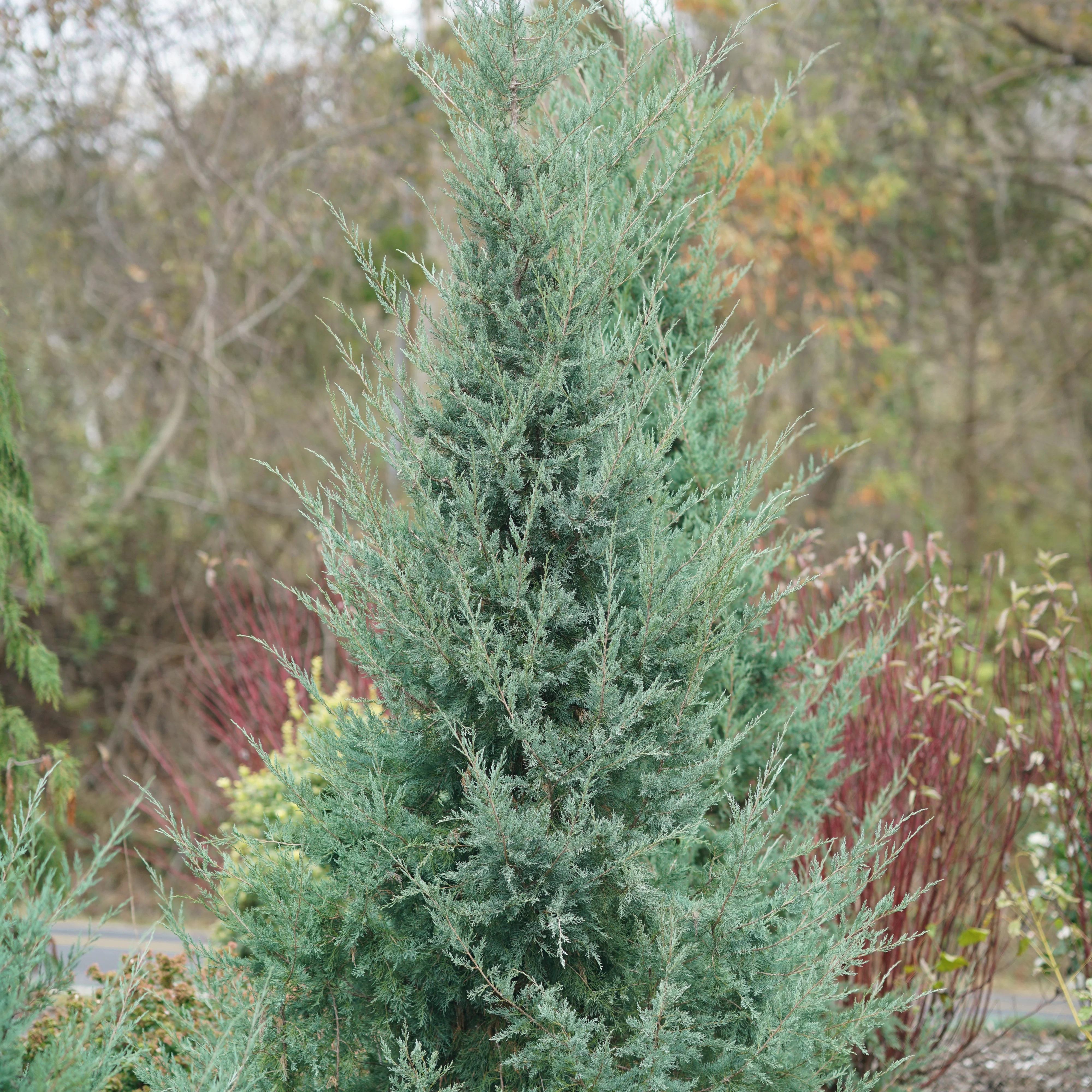 Aquavita™ Juniper (Juniperus virginiana) - Image 4