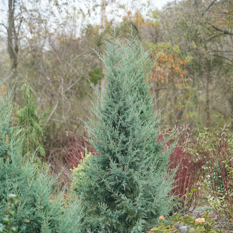 Aquavita™ Juniper (Juniperus virginiana) - Image 5