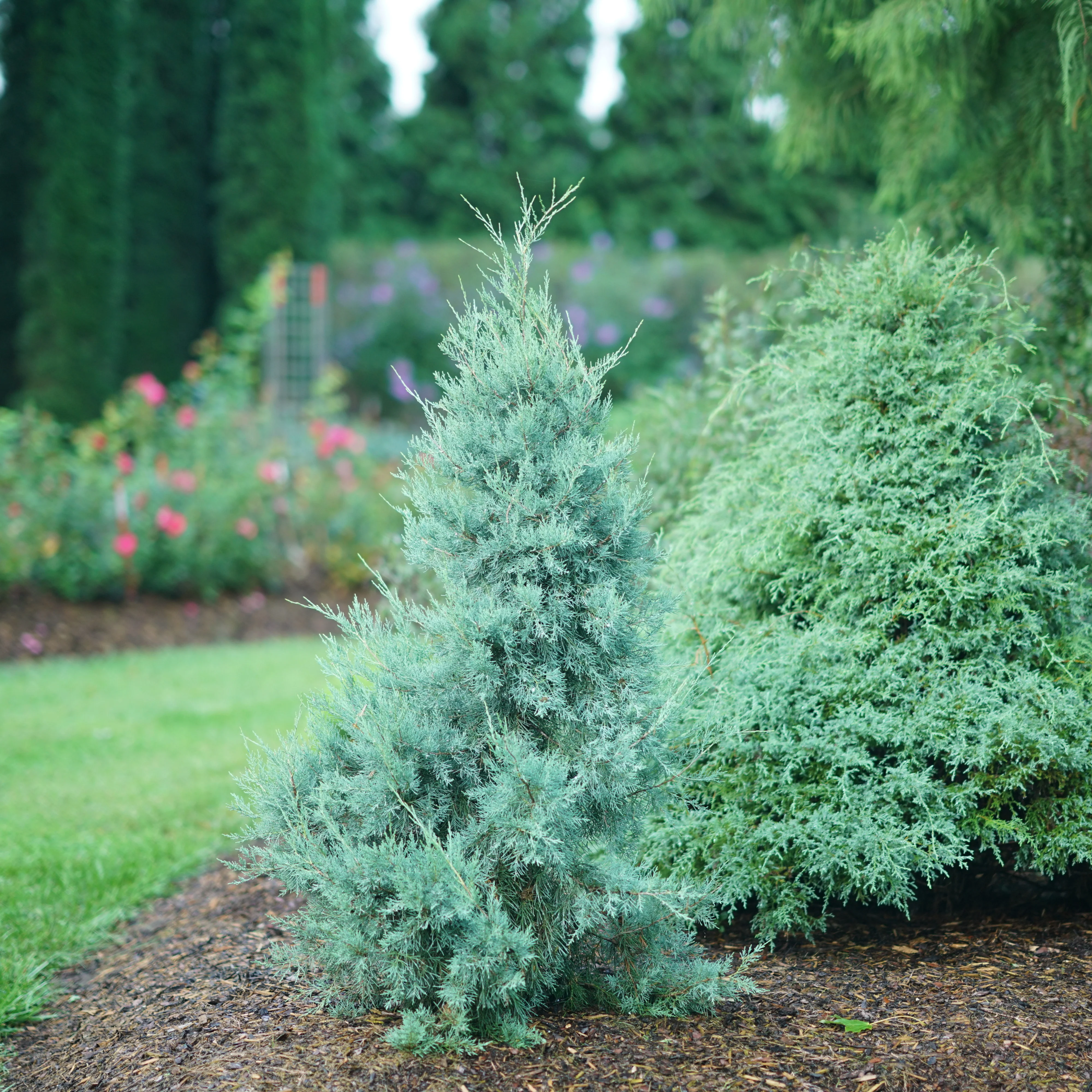 Aquavita™ Juniper (Juniperus virginiana) - Image 6