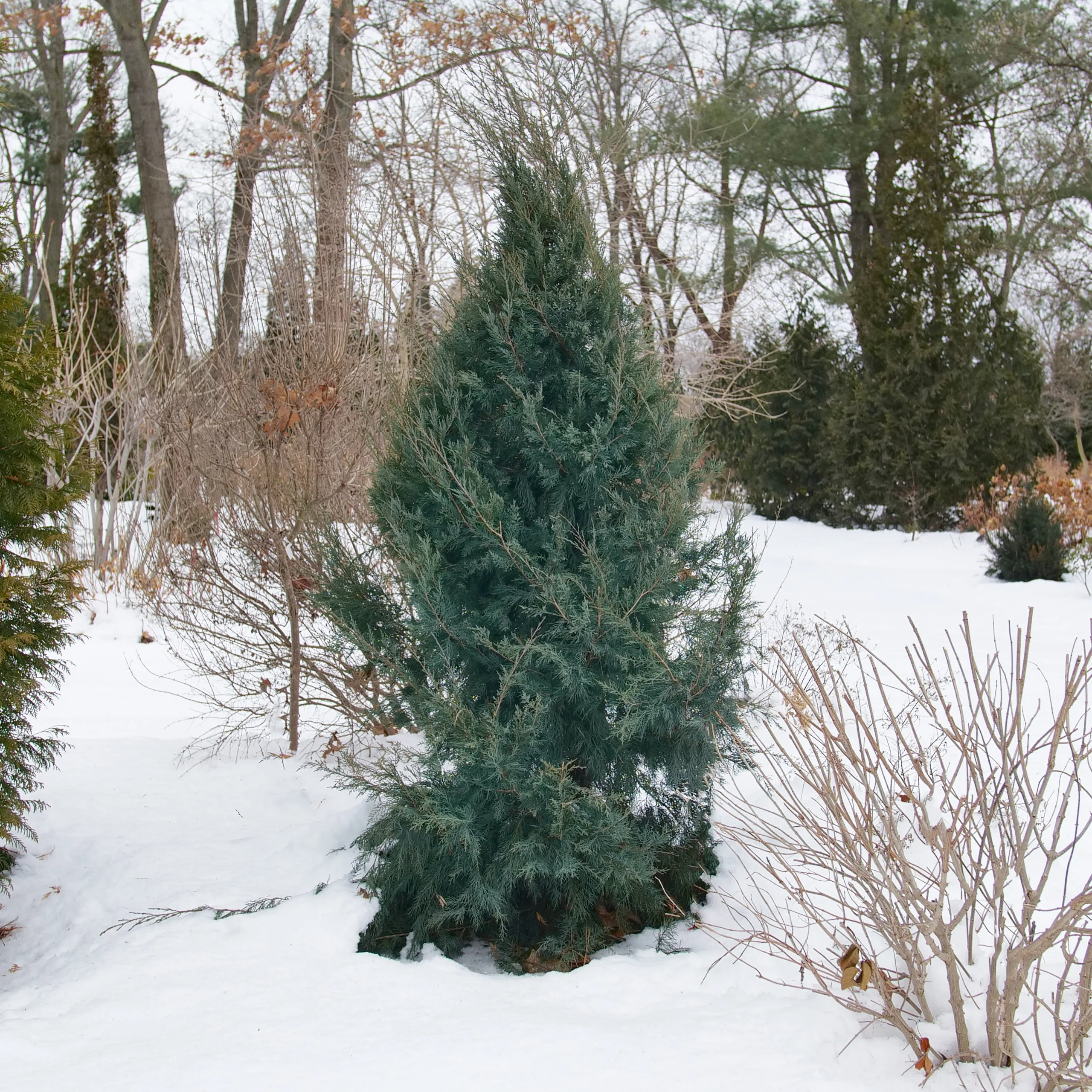 Aquavita™ Juniper (Juniperus virginiana) - Image 7