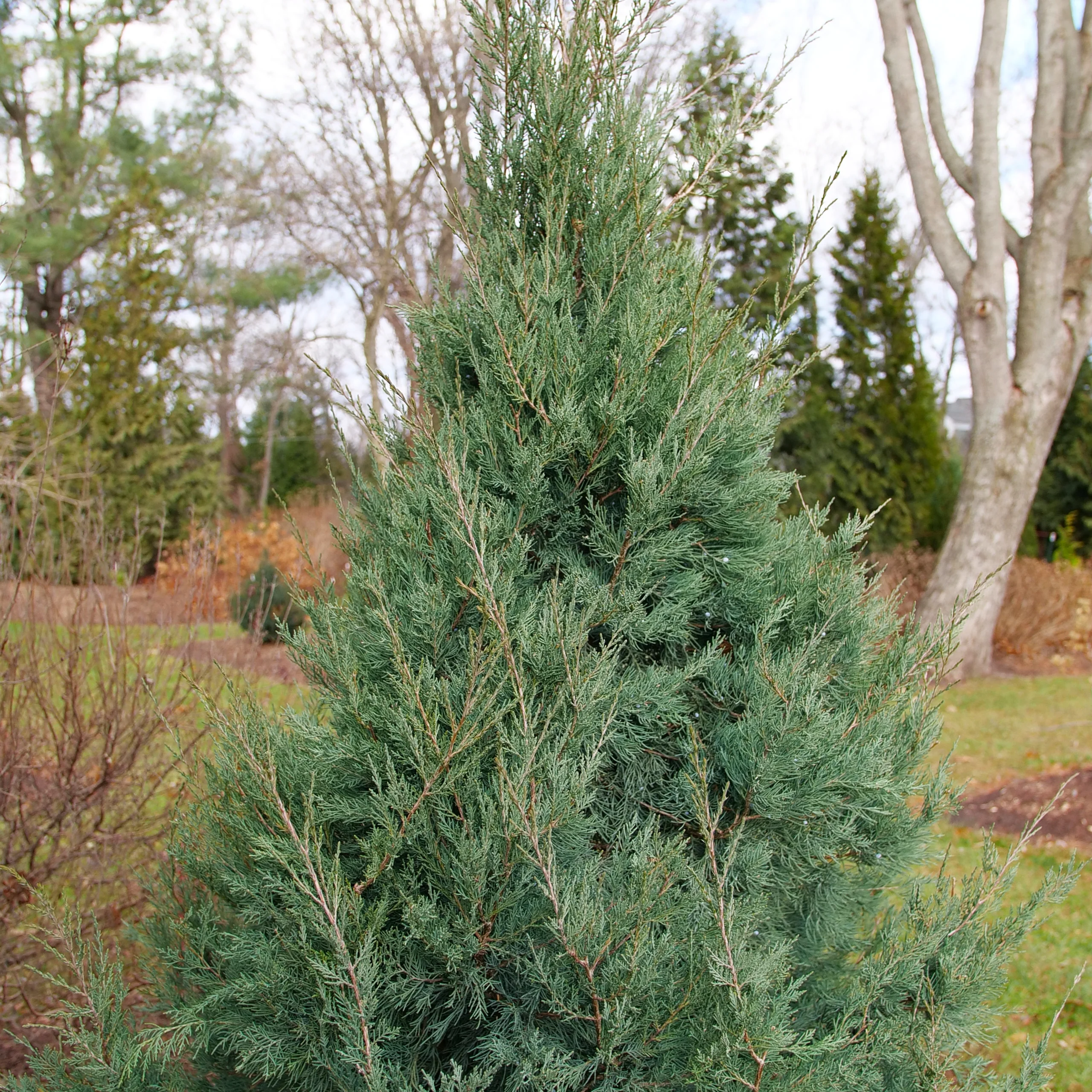 Aquavita™ Juniper (Juniperus virginiana) - Image 8