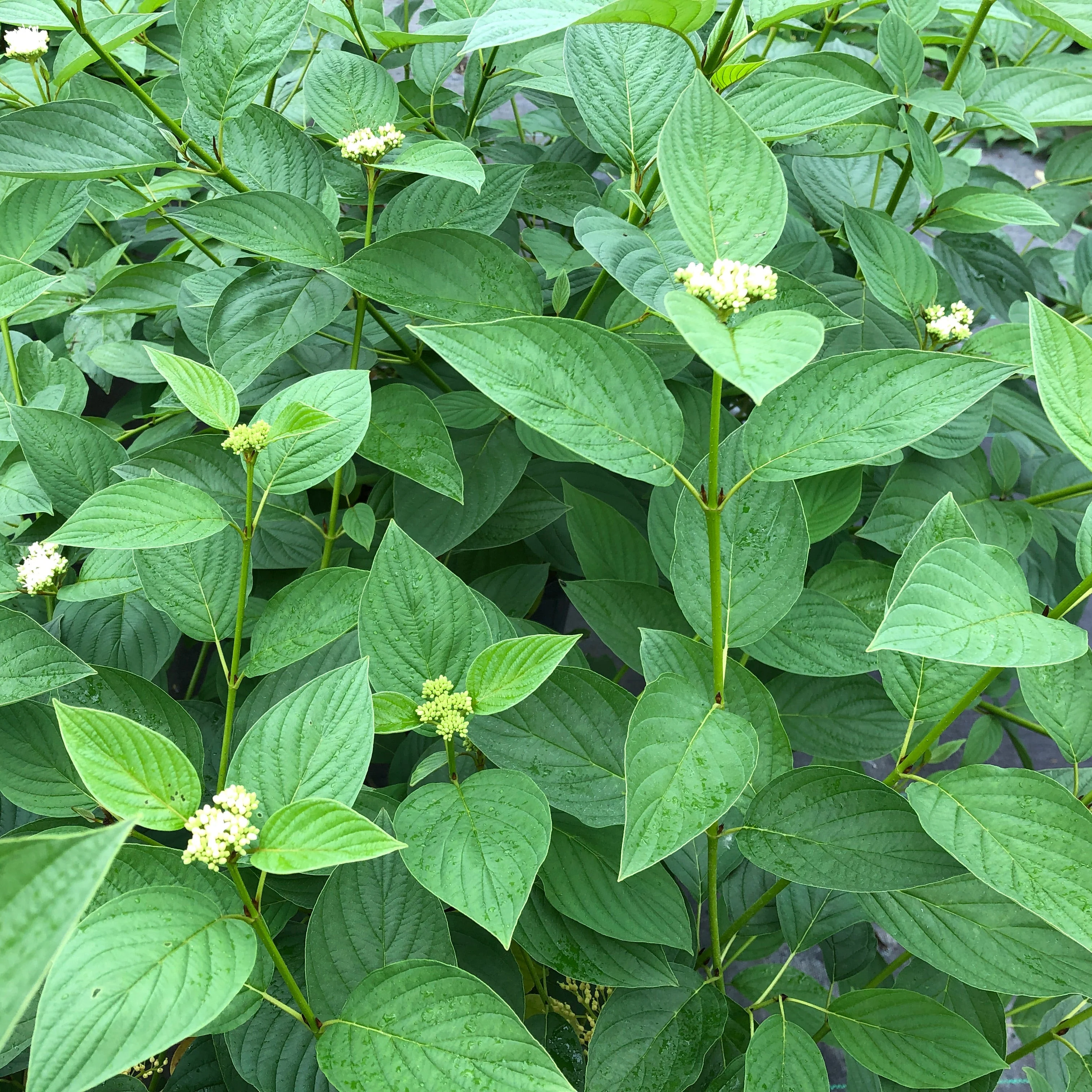 Arctic Fire® Yellow Dogwood (Cornus stolonifera) - Image 6