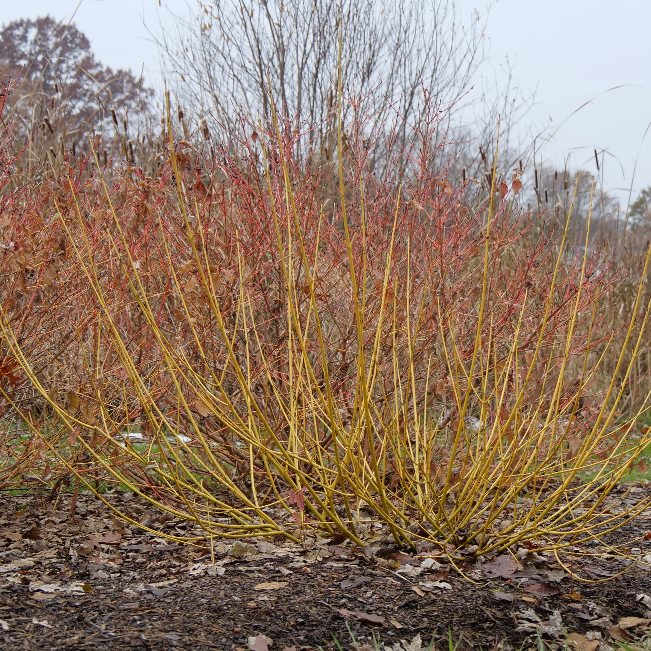 Arctic Fire® Yellow Dogwood (Cornus stolonifera) - Image 9