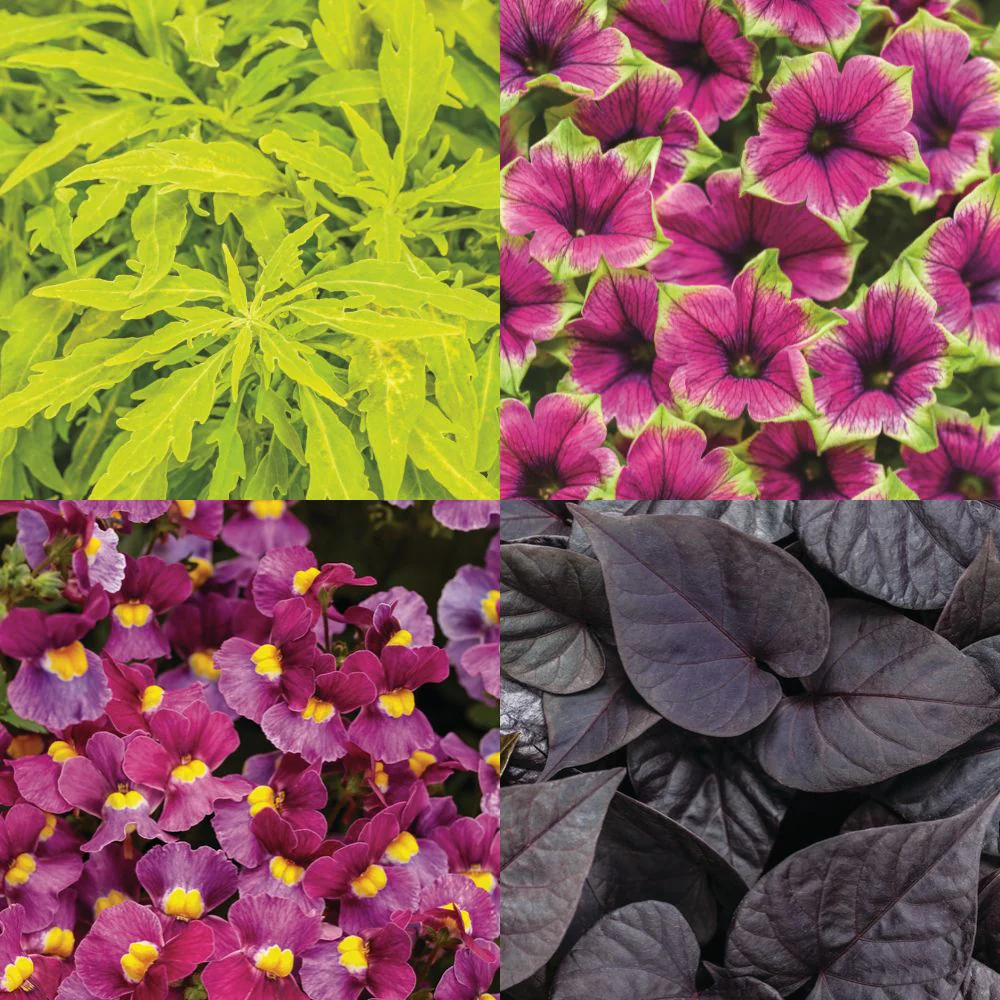 Aroma Heaven - Image 2
