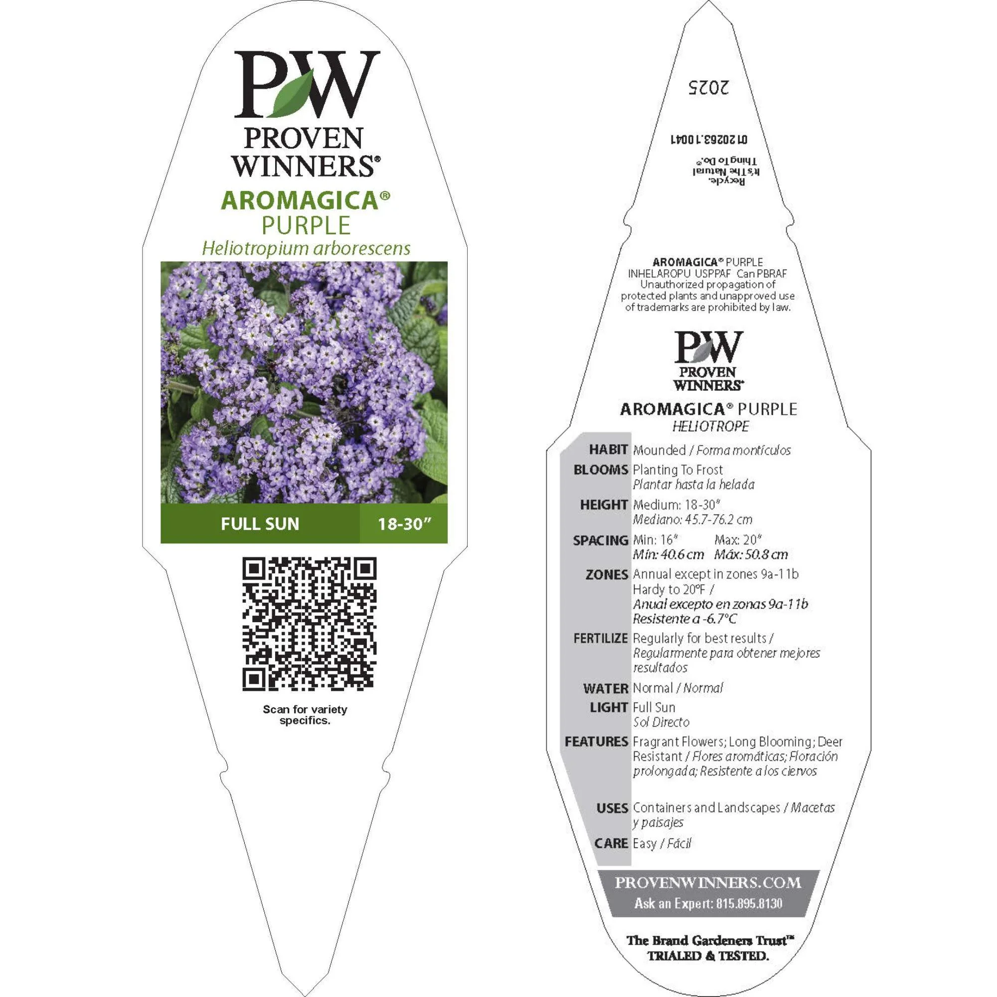 Aromagica® Purple Heliotrope (Heliotropium arborescens) - Image 10
