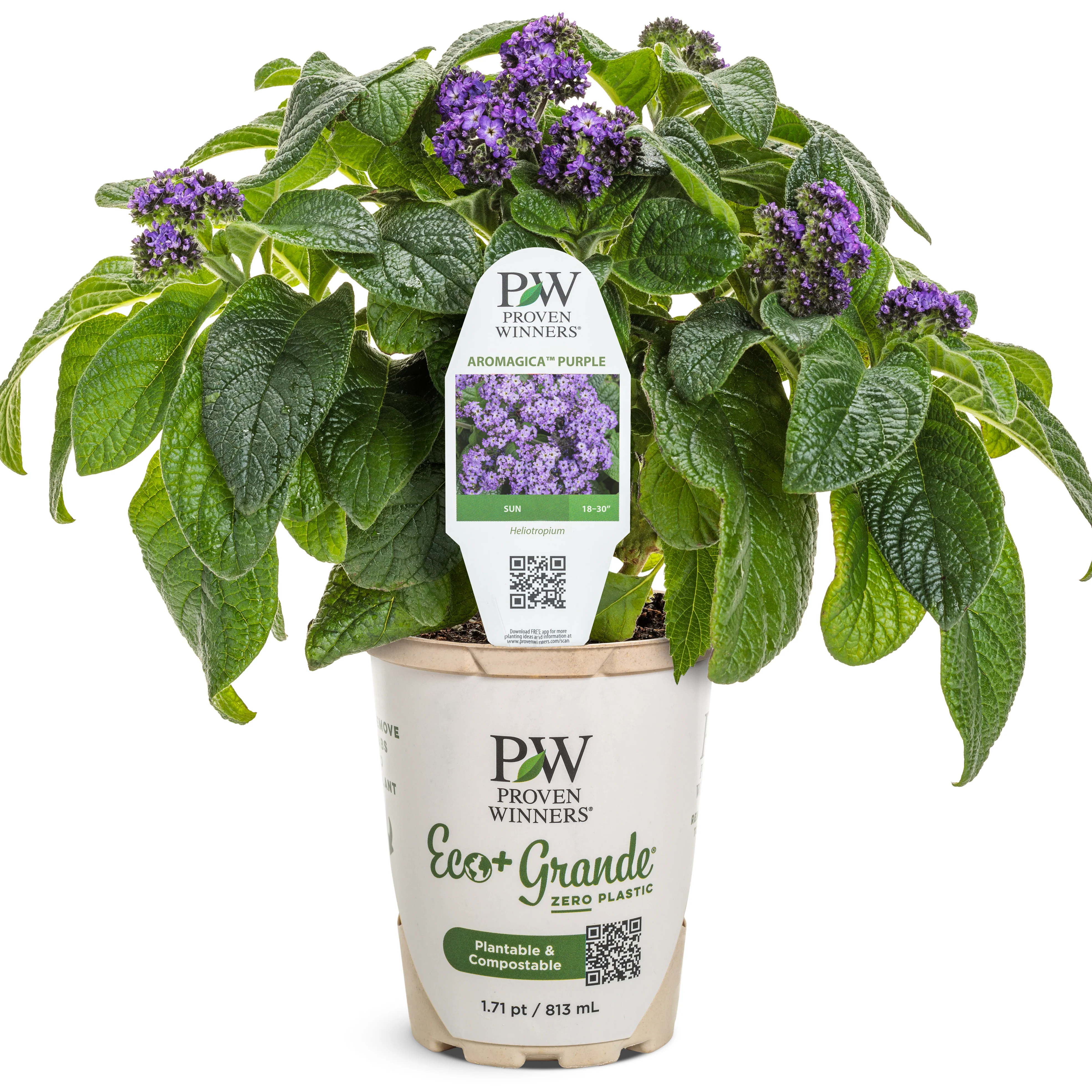 Aromagica® Purple Heliotrope (Heliotropium arborescens) - Image 2