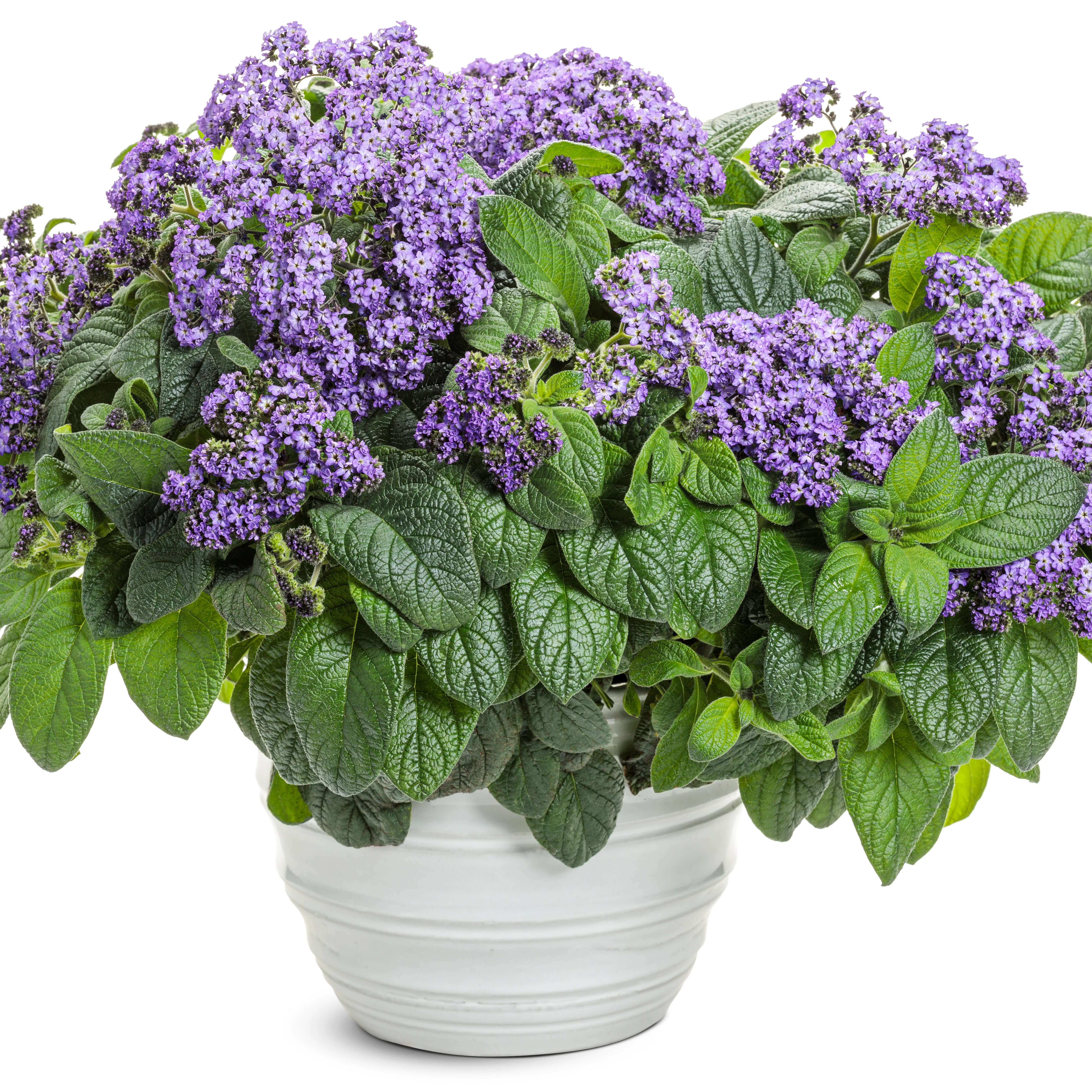Aromagica® Purple Heliotrope (Heliotropium arborescens) - Image 4