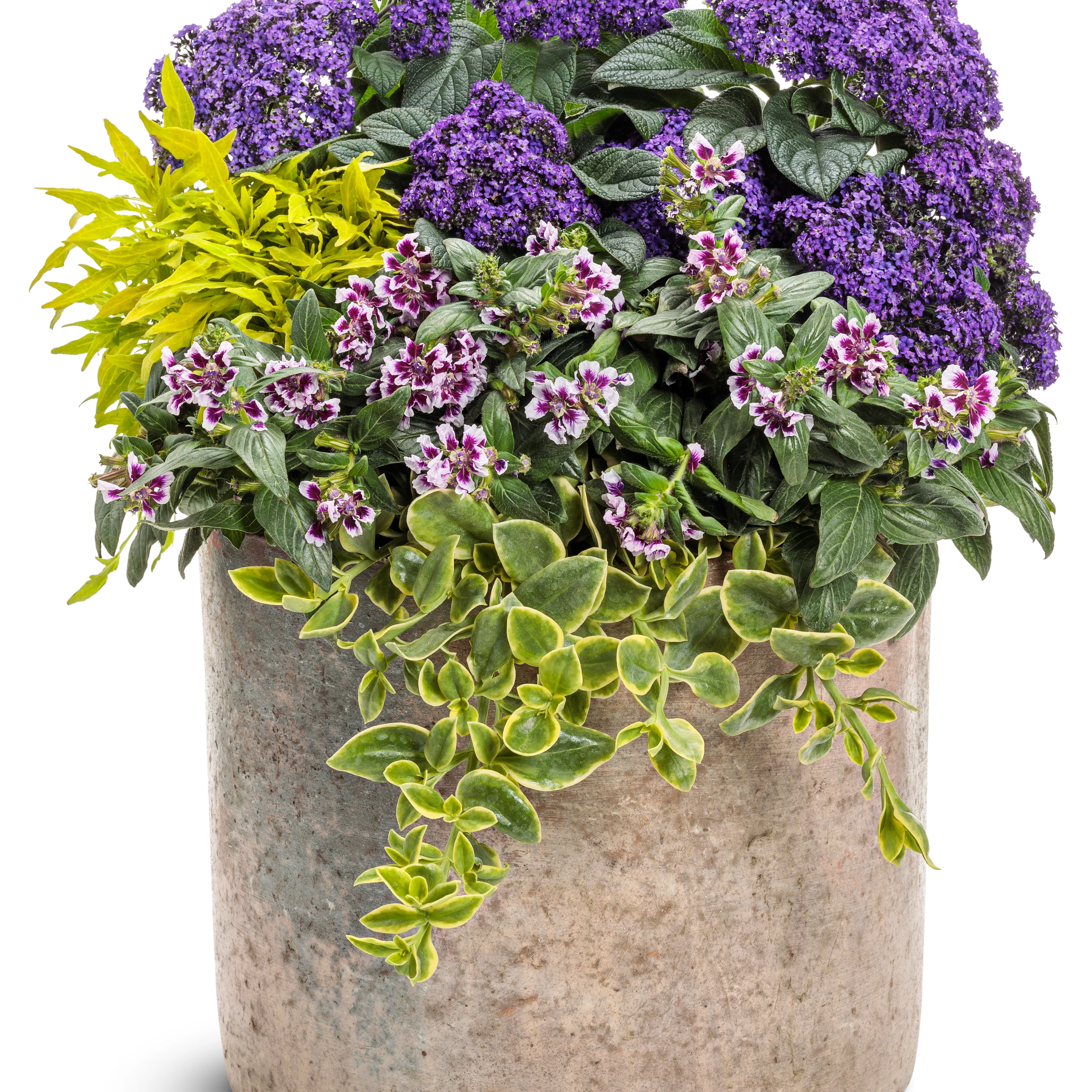 Aromagica® Purple Heliotrope (Heliotropium arborescens) - Image 6