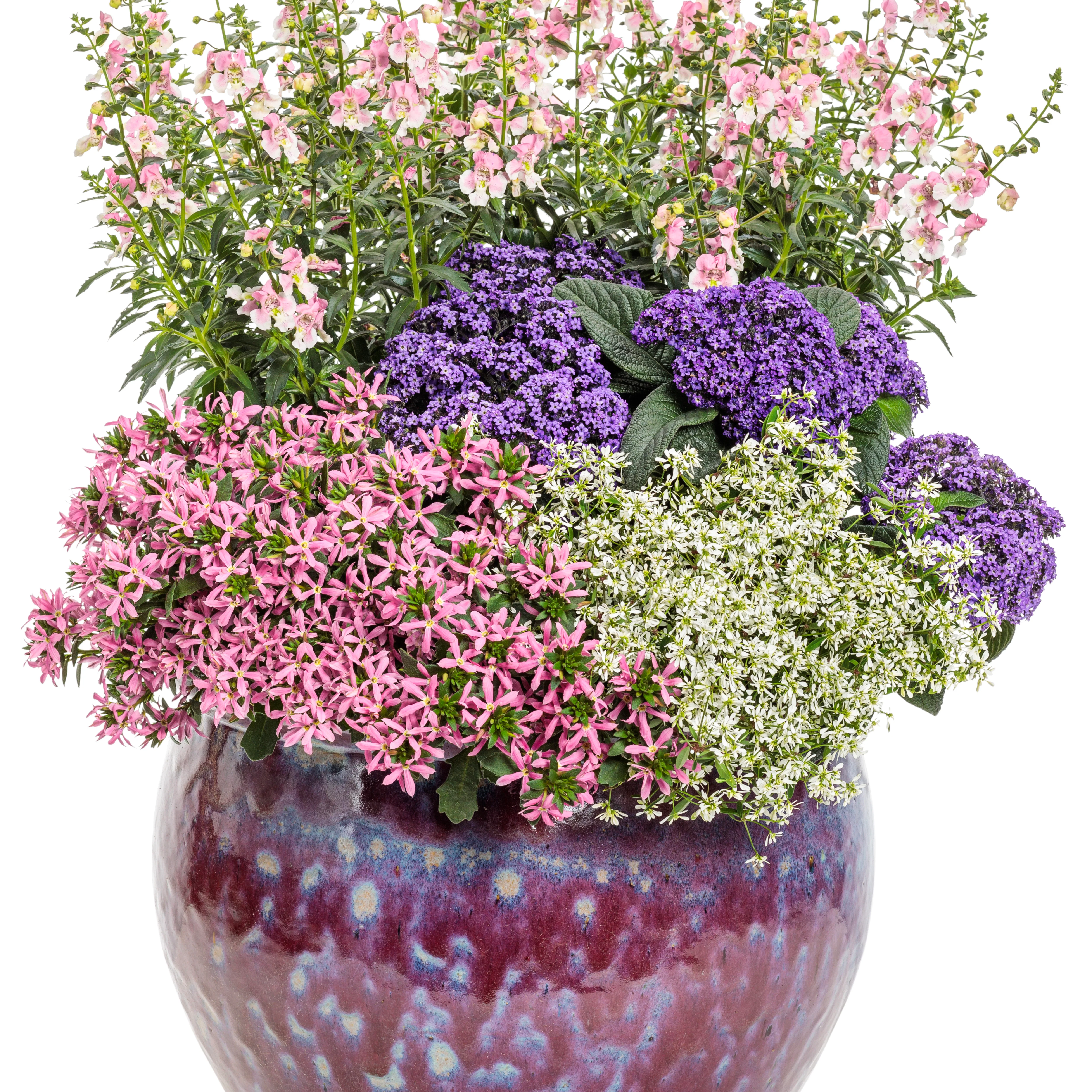 Aromagica® Purple Heliotrope (Heliotropium arborescens) - Image 7