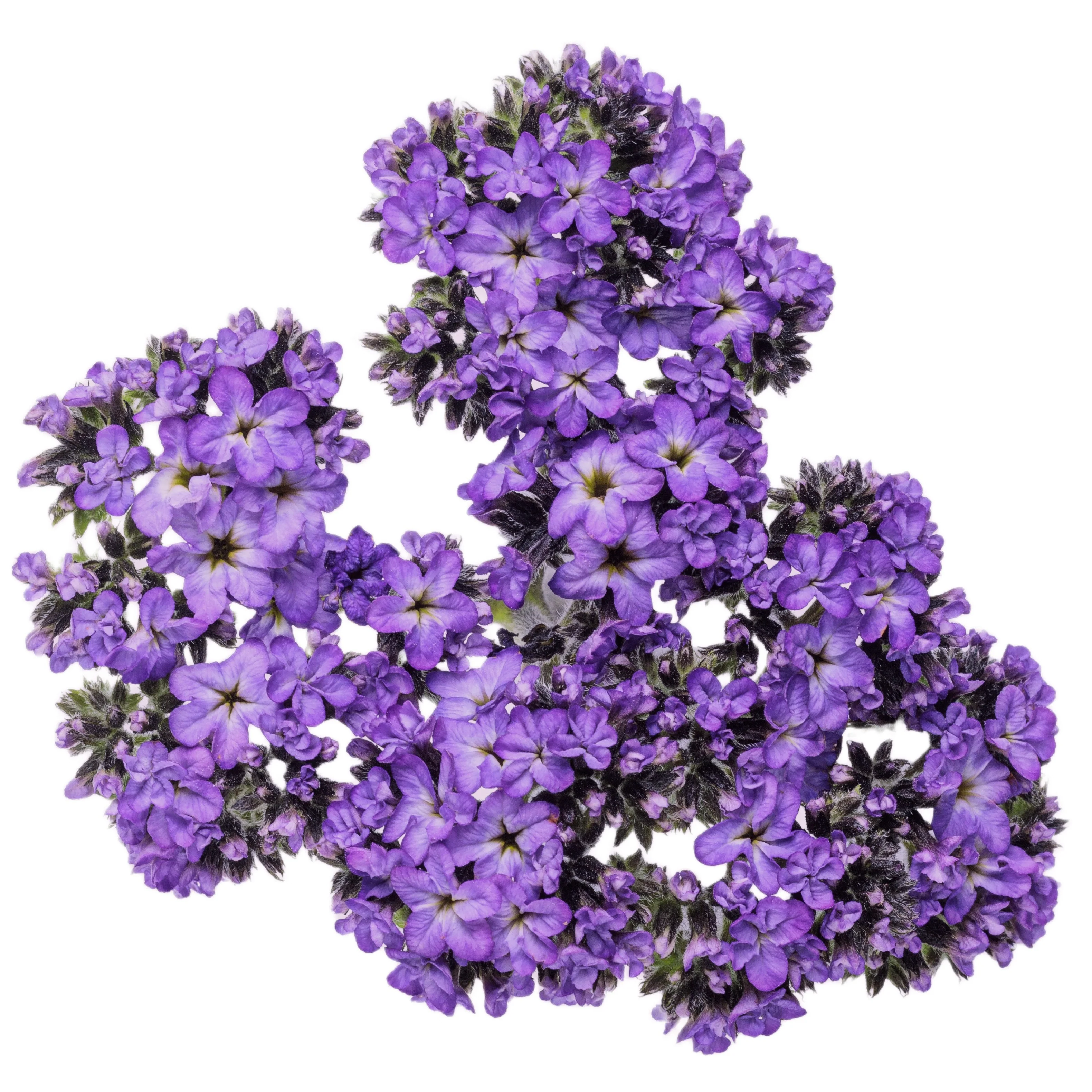 Aromagica® Purple Heliotrope (Heliotropium arborescens) - Image 8
