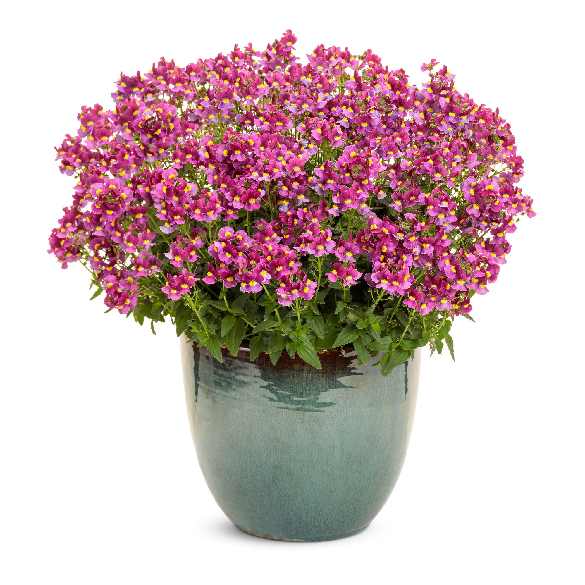 Aromance® Mulberry™ Nemesia (Nemesia fruticans) - Image 4