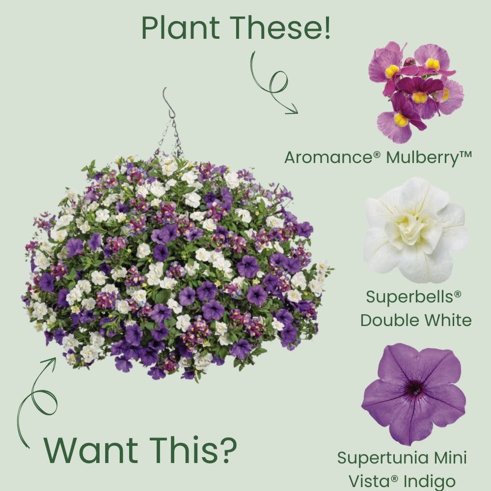 Aromance® Mulberry™ Nemesia (Nemesia fruticans) - Image 5