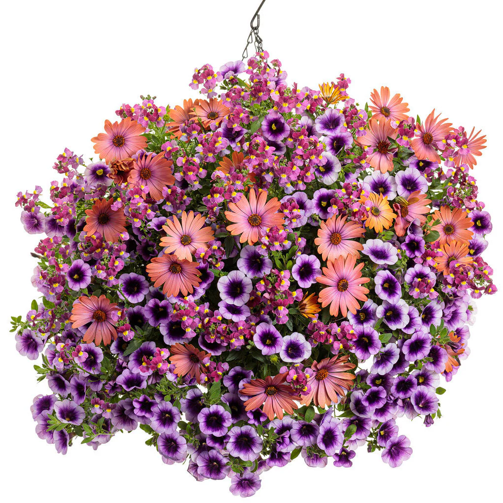 Aromance® Mulberry™ Nemesia (Nemesia fruticans) - Image 6