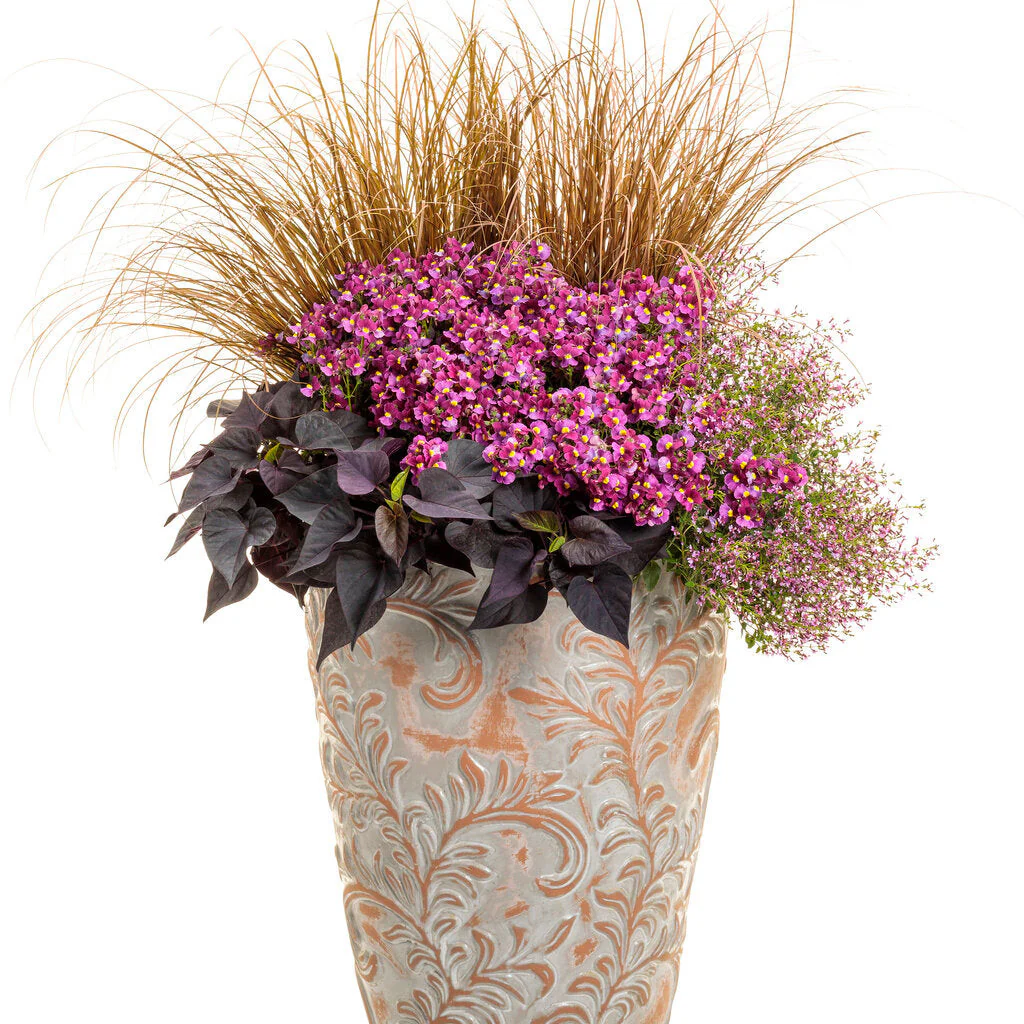 Aromance® Mulberry™ Nemesia (Nemesia fruticans) - Image 7