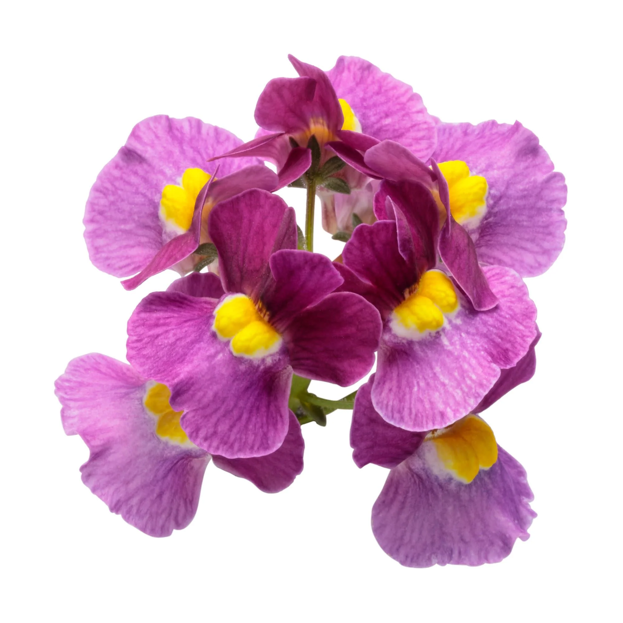 Aromance® Mulberry™ Nemesia (Nemesia fruticans) - Image 8