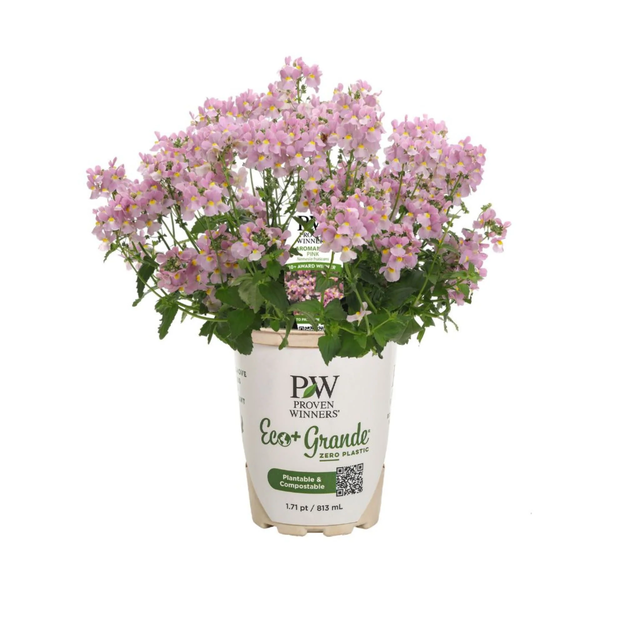 Aromance® Pink Nemesia (Nemesia fruticans) - Image 2