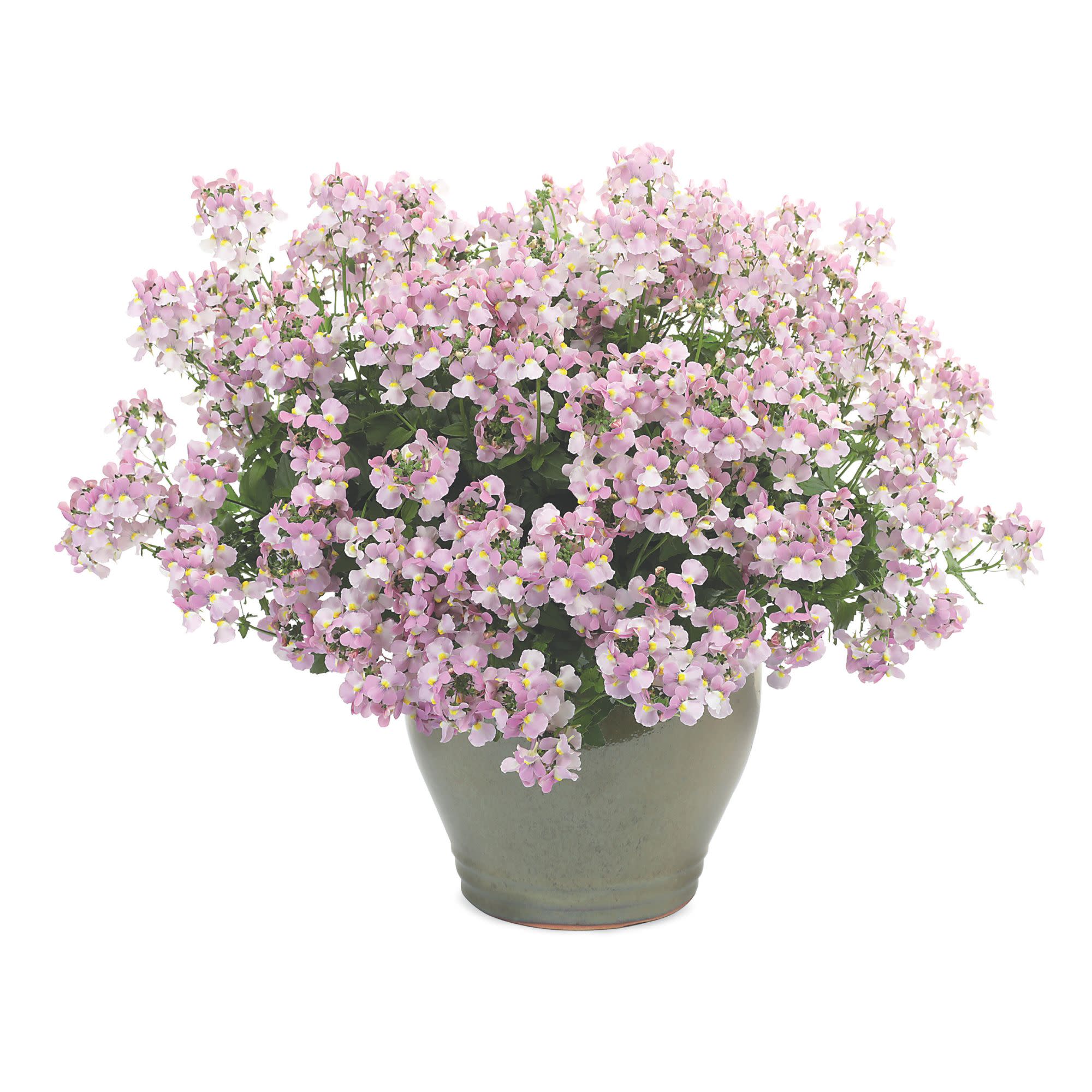Aromance® Pink Nemesia (Nemesia fruticans) - Image 4