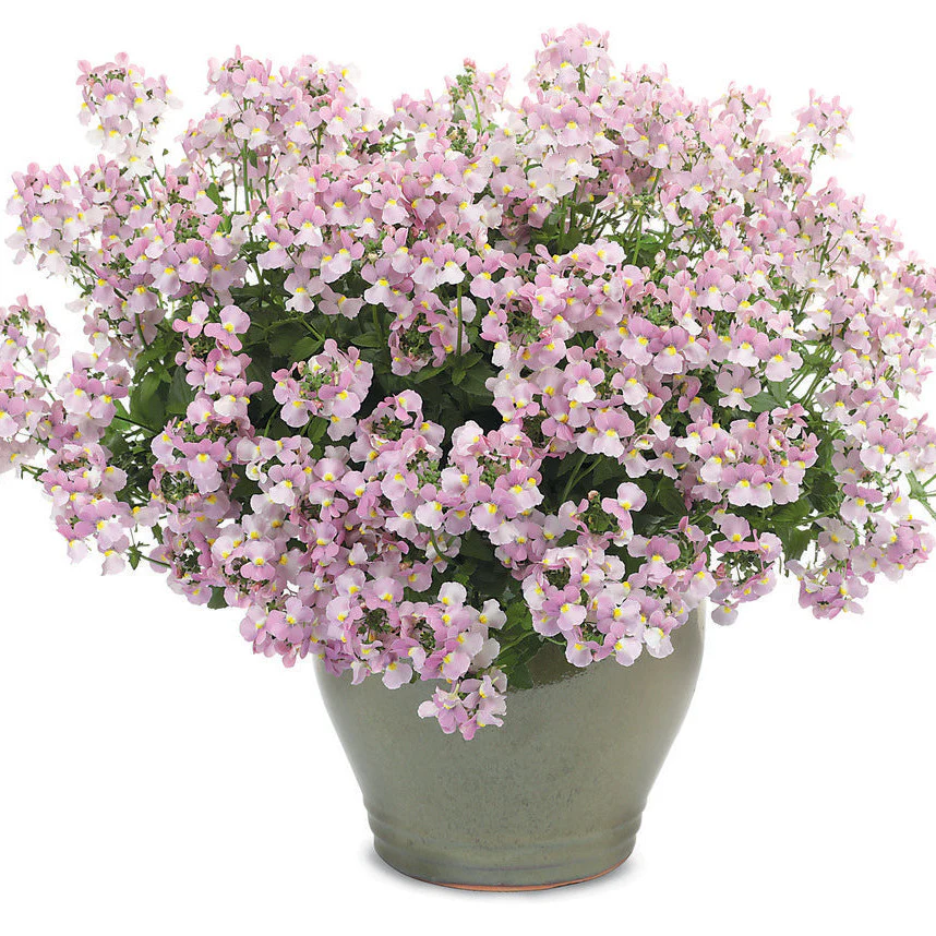 Aromance® Pink Nemesia (Nemesia fruticans) - Image 5