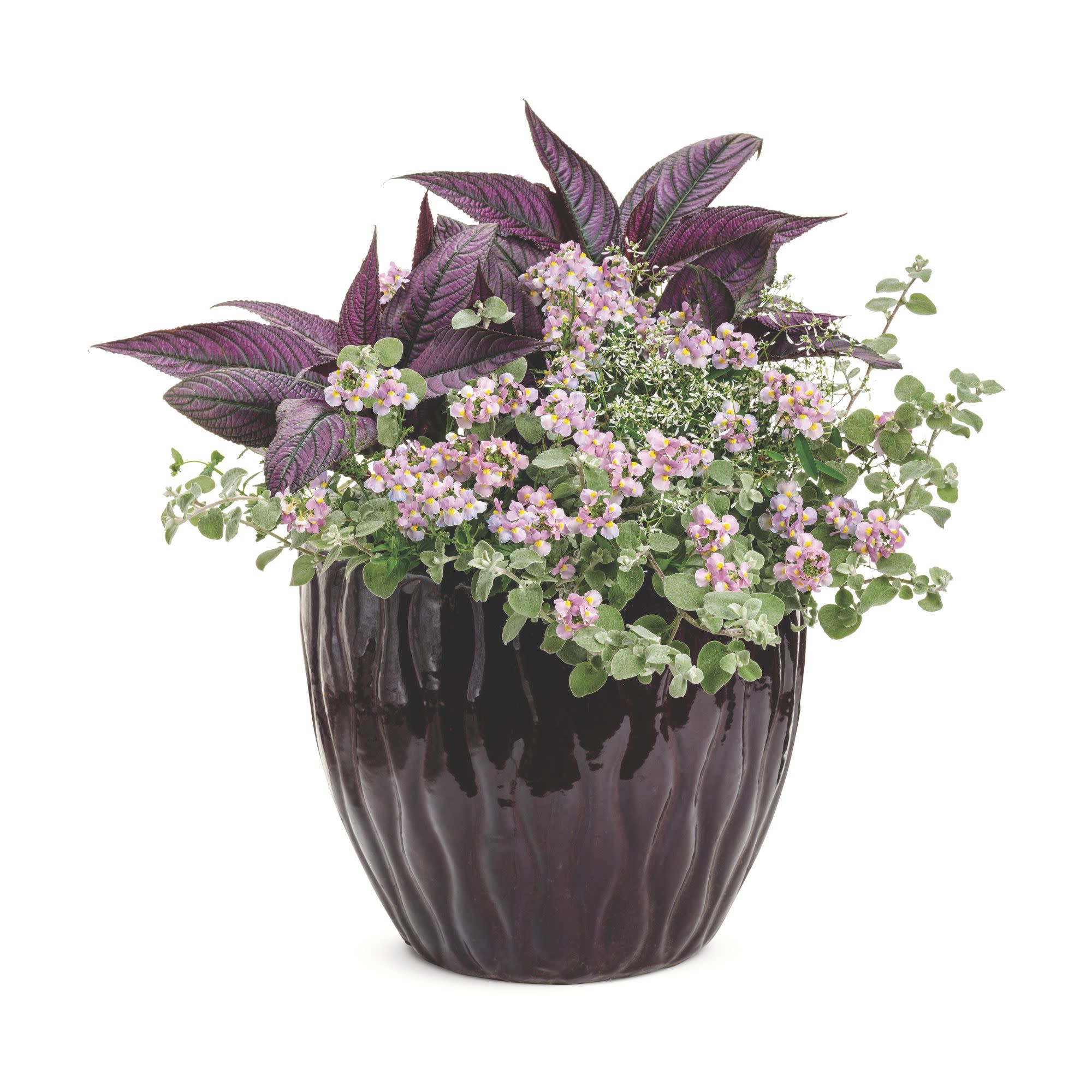 Aromance® Pink Nemesia (Nemesia fruticans) - Image 6