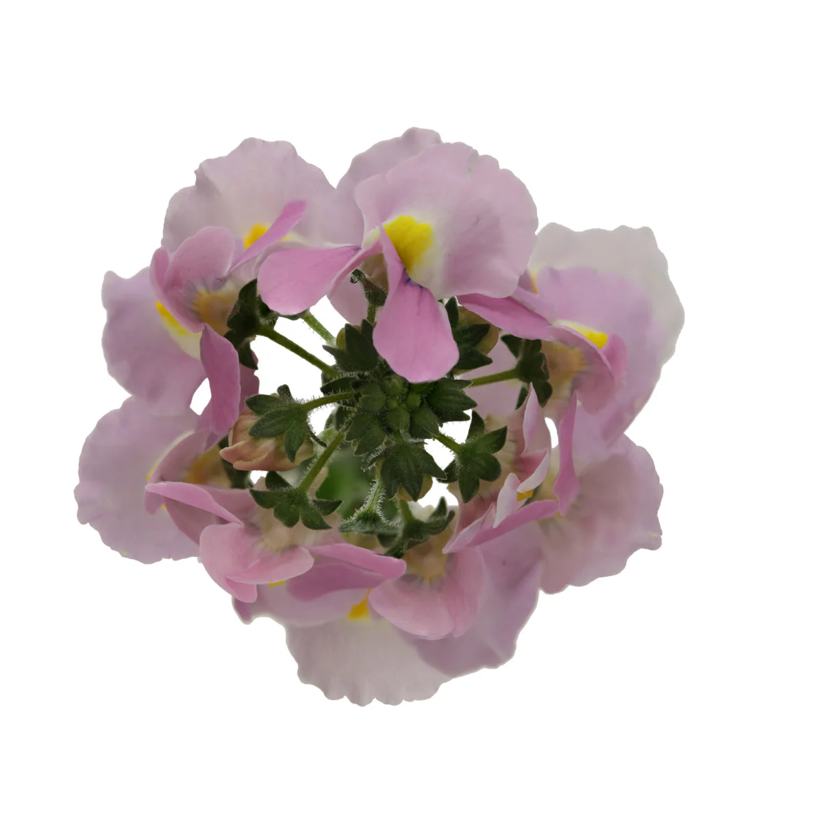 Aromance® Pink Nemesia (Nemesia fruticans) - Image 7