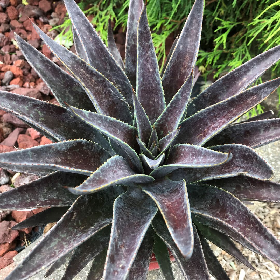 Art & Sol® 'Thunderbird' Mangave (hybrid)