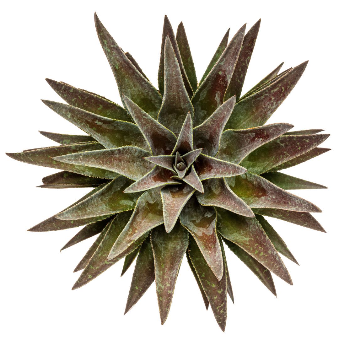 Art & Sol® 'Thunderbird' Mangave (hybrid) - Image 9