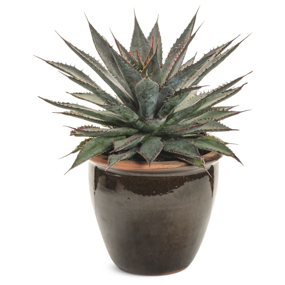 Art & Sol® 'Tooth Fairy' Mangave (hybrid) - Image 4