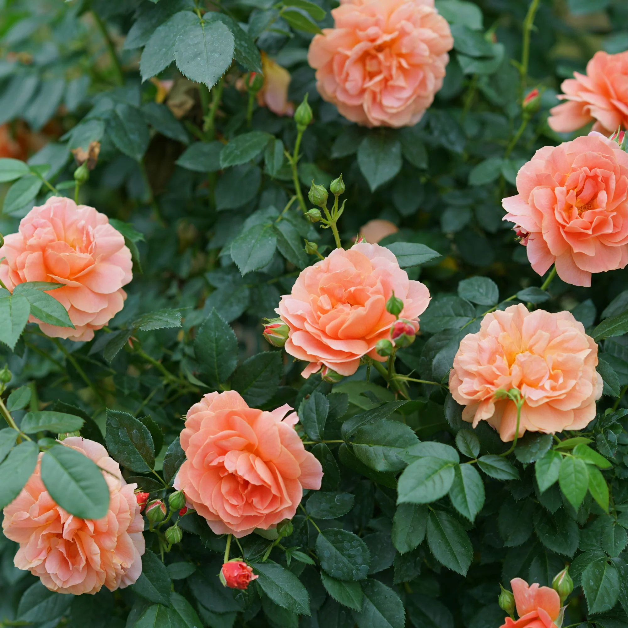 At Last® Rose