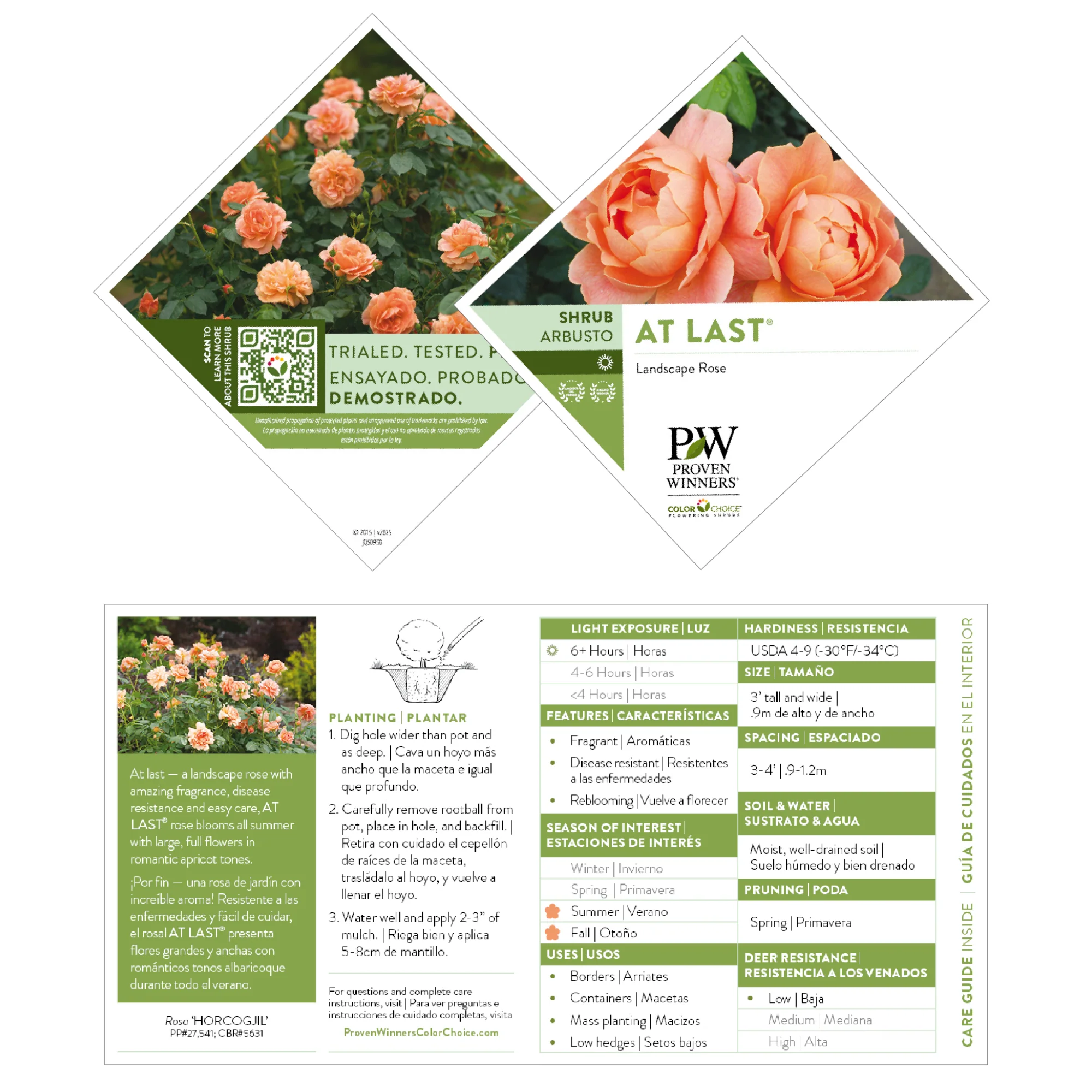 At Last® Rose - Image 10