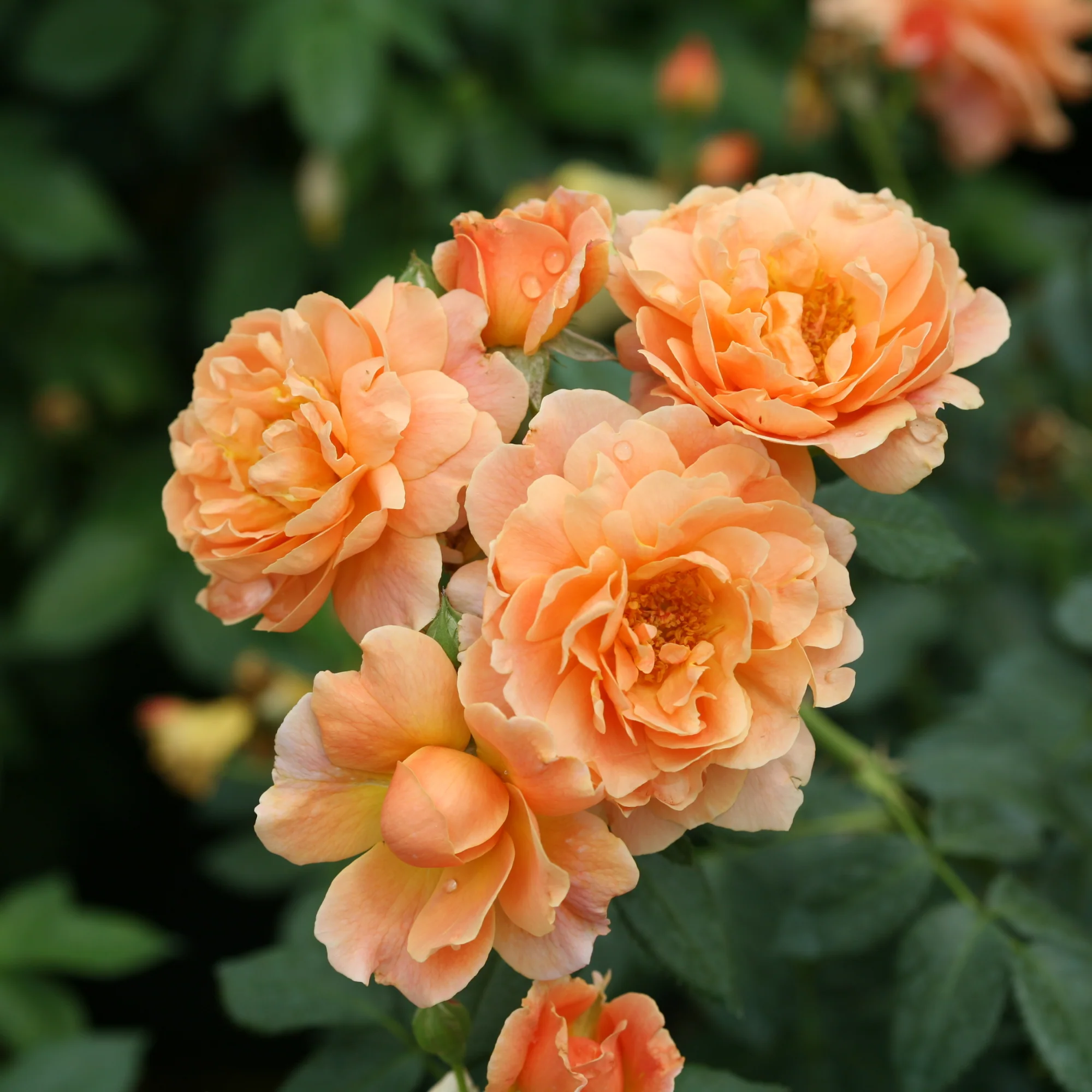 At Last® Rose - Image 3