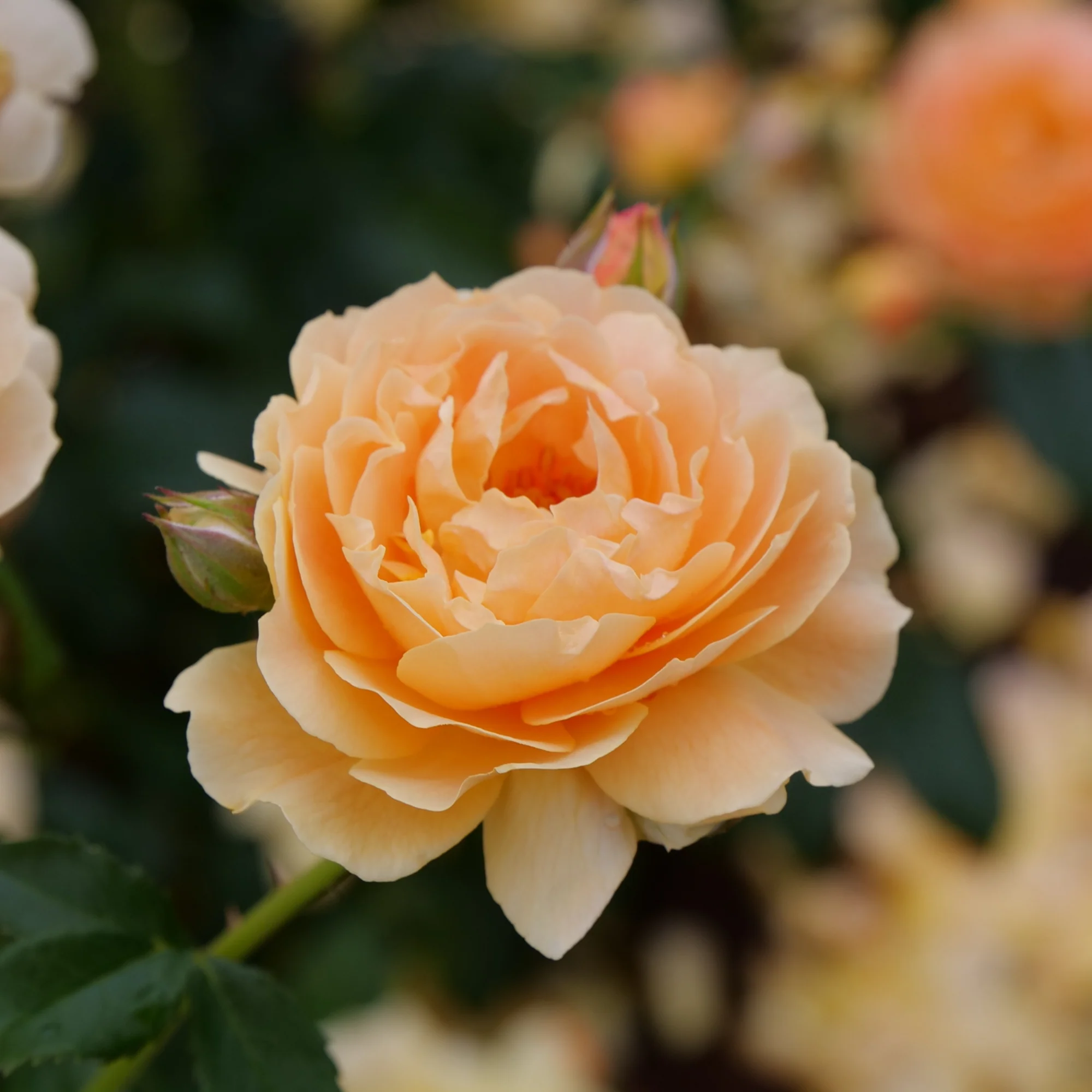 At Last® Rose - Image 4