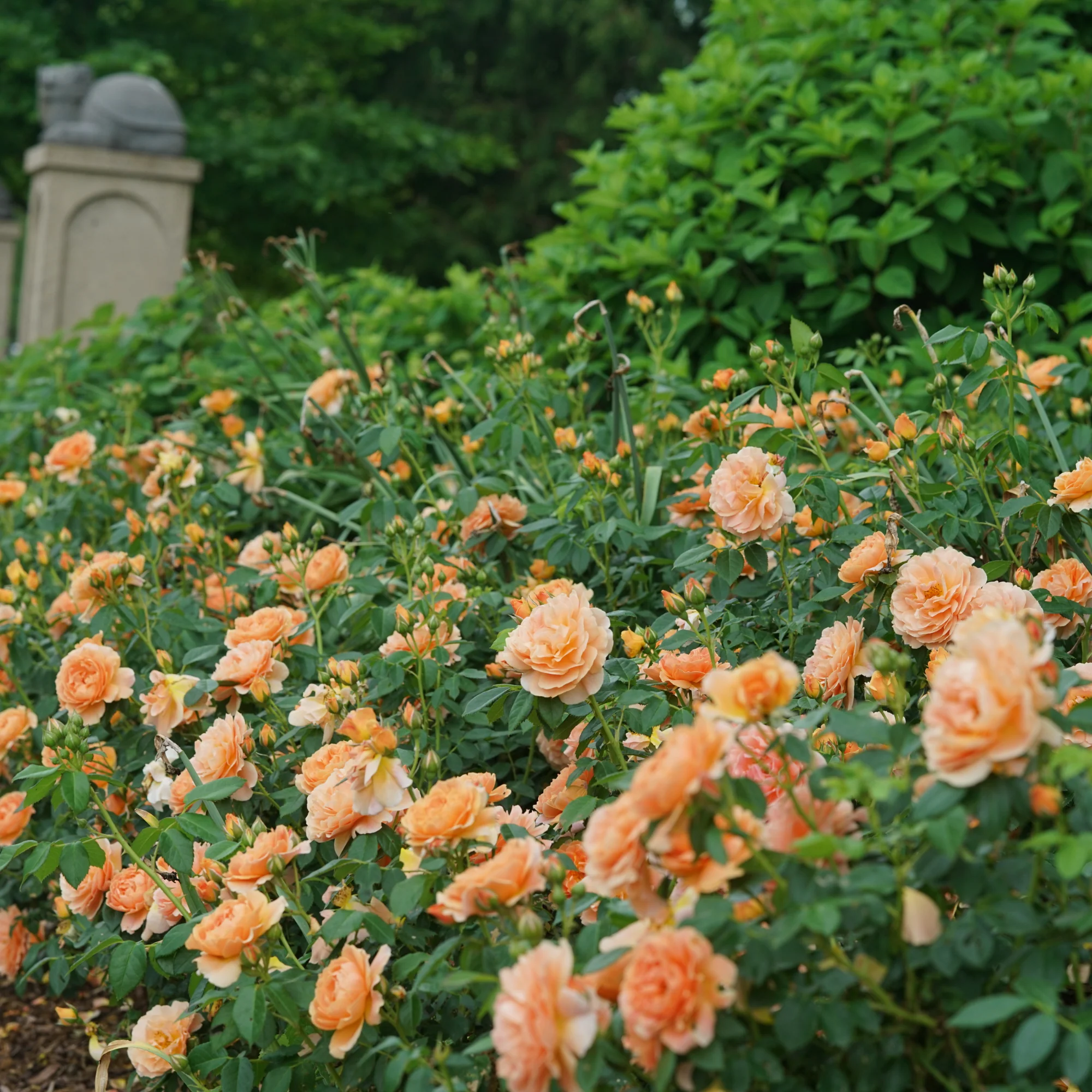 At Last® Rose - Image 5